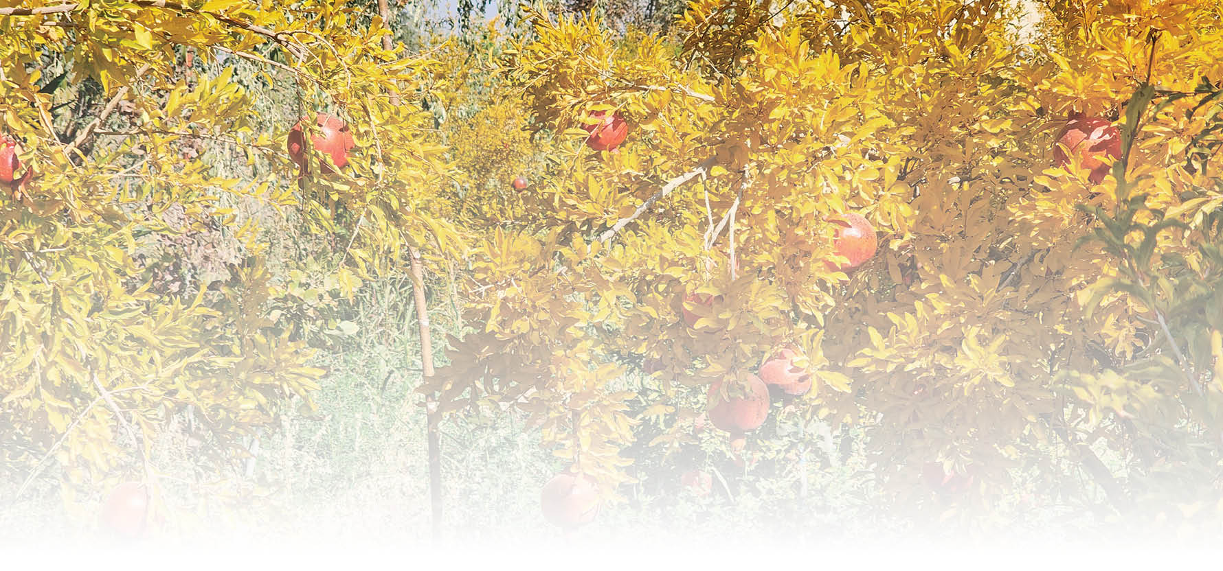 جهاد سرخ انارها