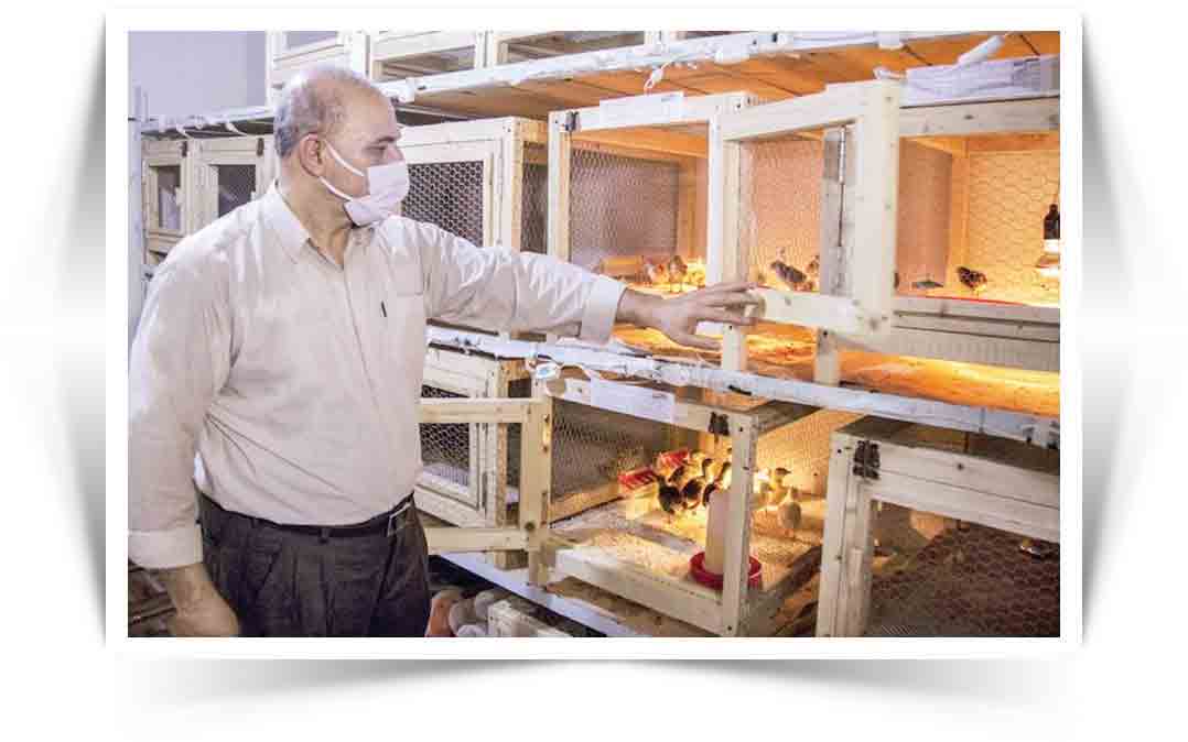 به رنگارنگی طاووس