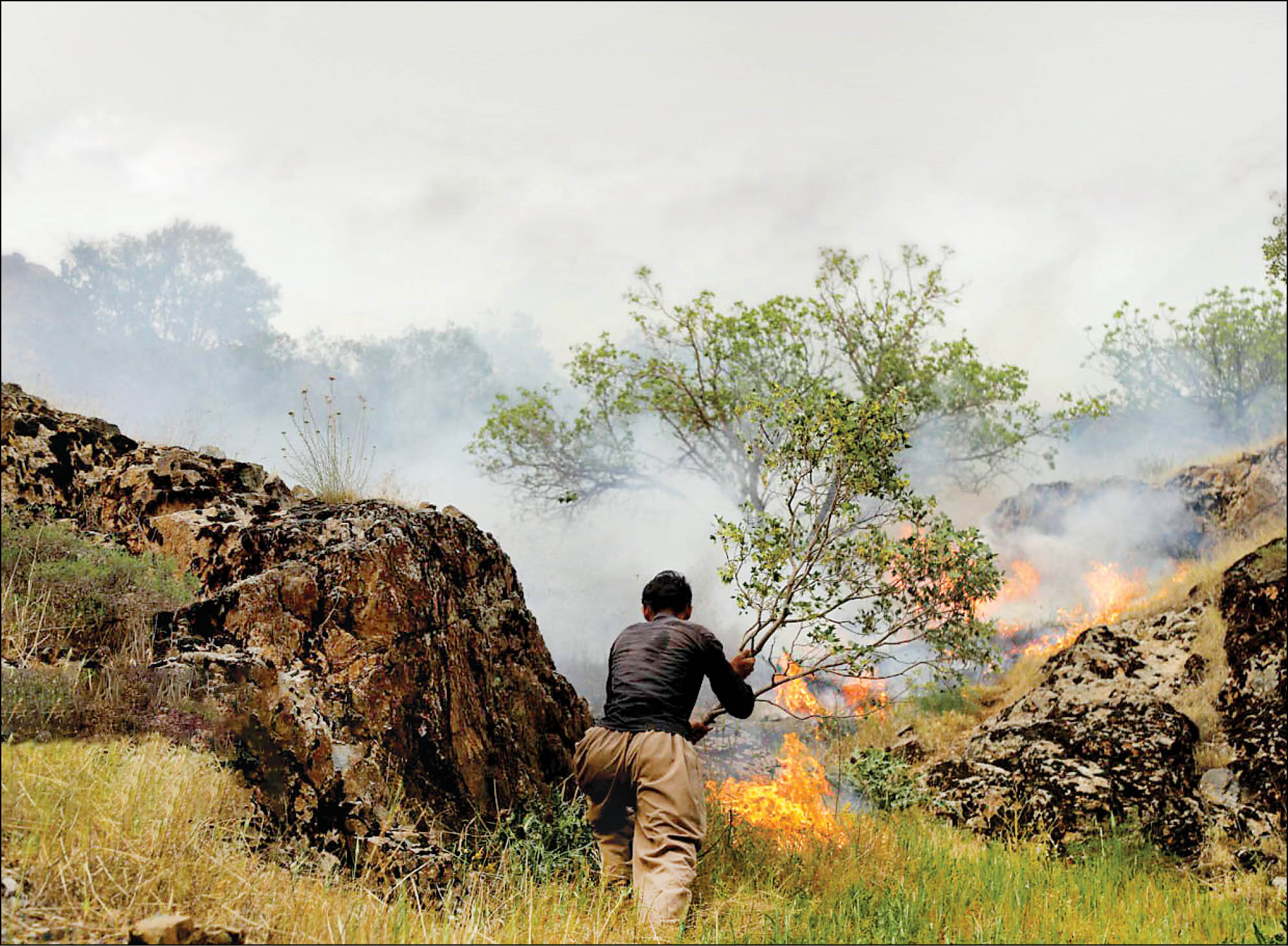 نوشدارو پس از مرگ 4 حافظ جنگل