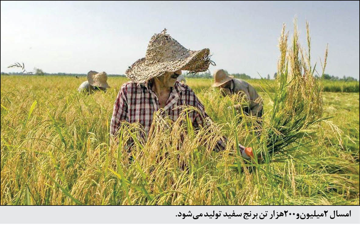 در گفت‌وگوی اختصاصی همشهری با مدیرکل دفتر امور غلات و محصولات اساسی وزارت جهادکشاورزی اعلام شد