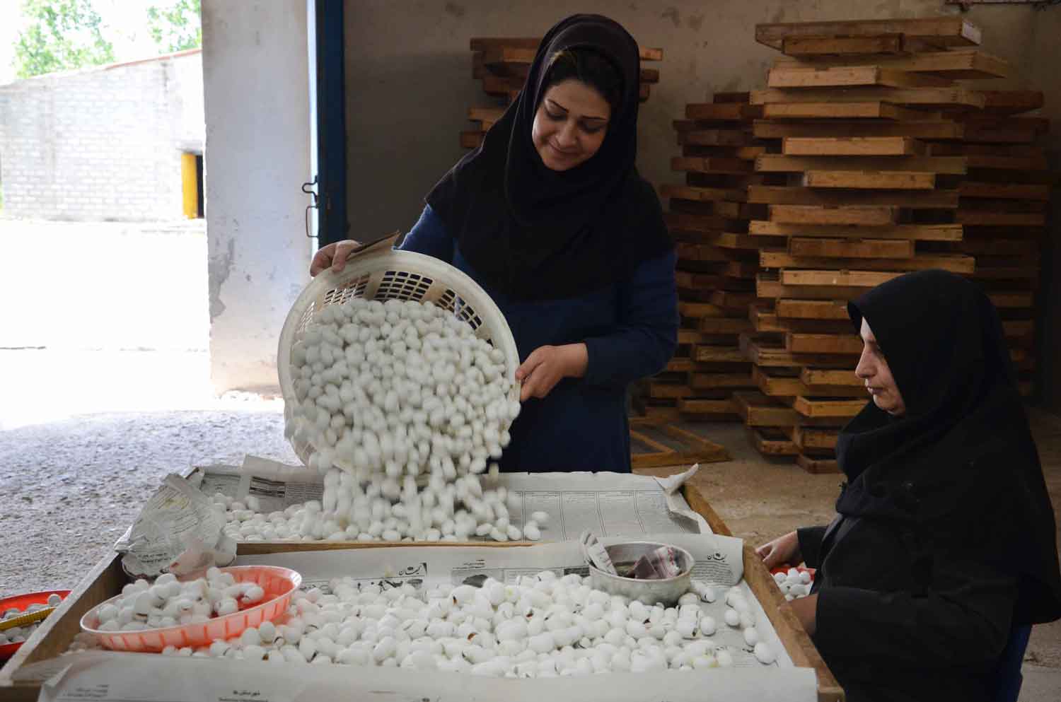 ابریشم؛ سرمایه‌ مغفول «بسک»