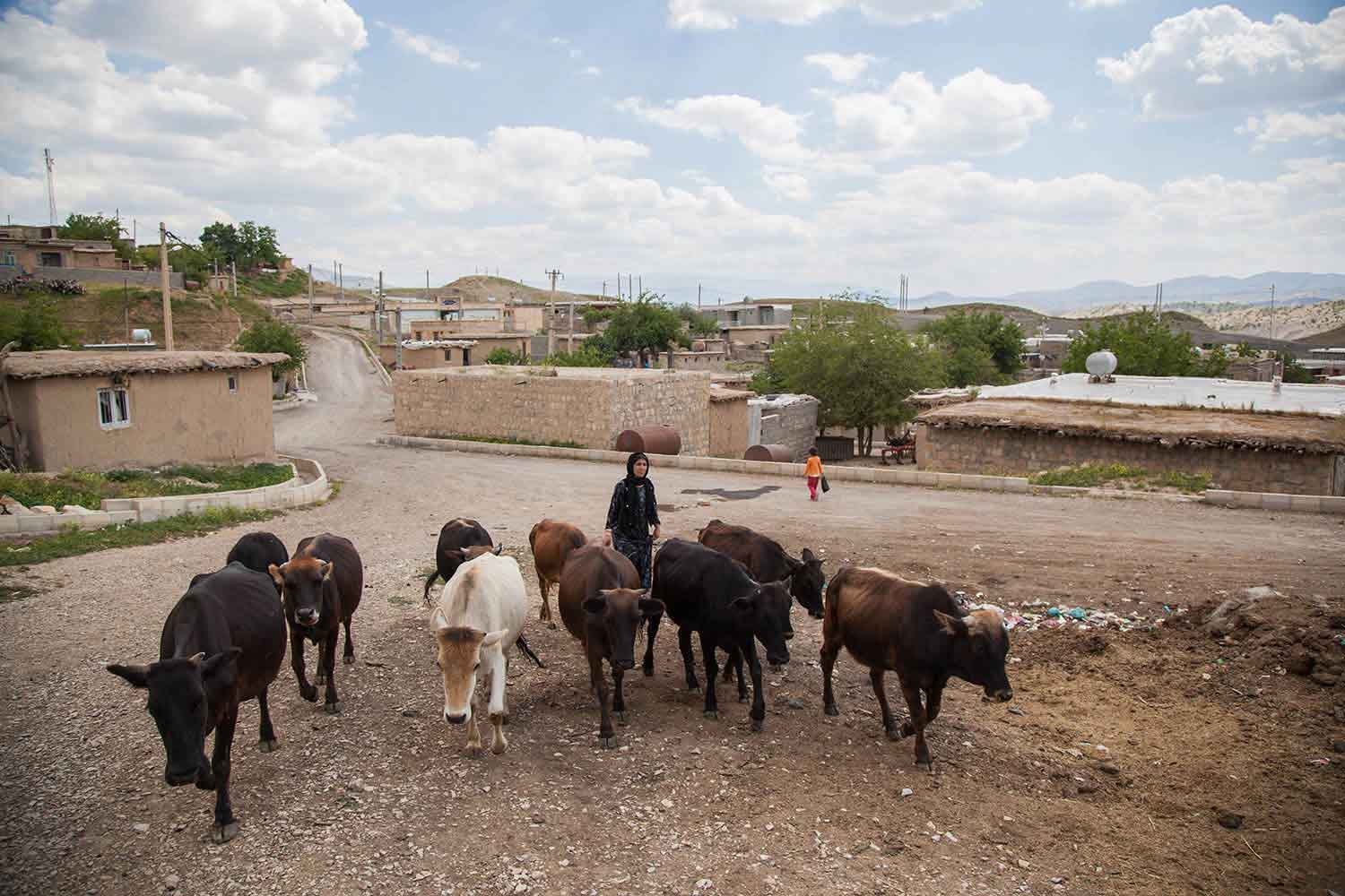 مصائب دامداری در روزگار خشکسالی