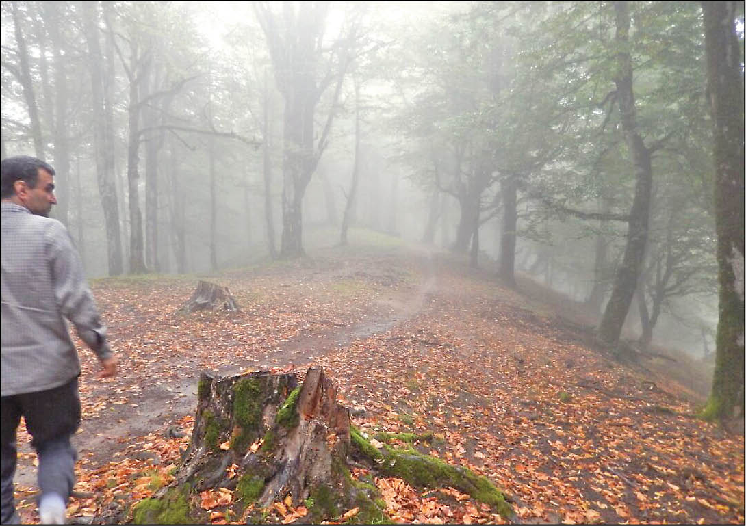 تخریب جنگل‌های ثبت جهانی شده گیلان