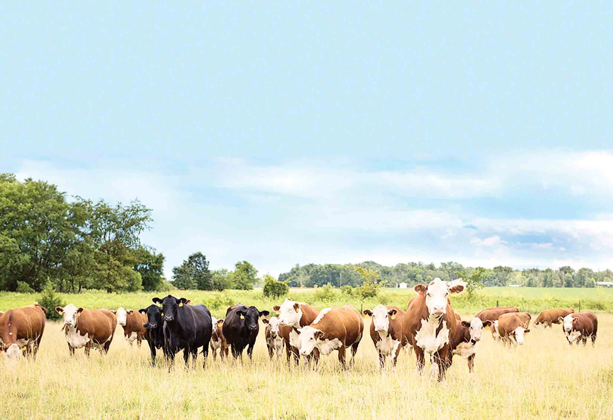 اعداد گوشتی