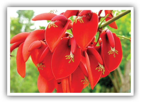 کاشت فردوس برداشت برق