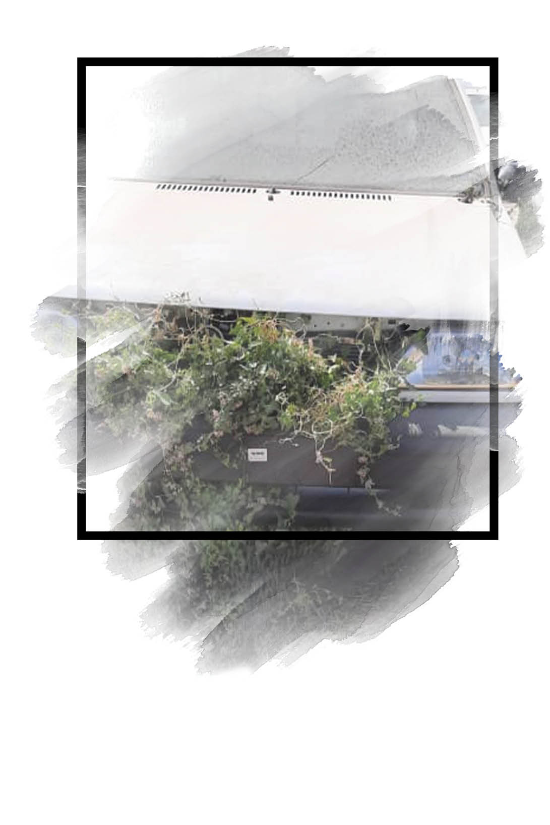 به سبزه آراسته شده