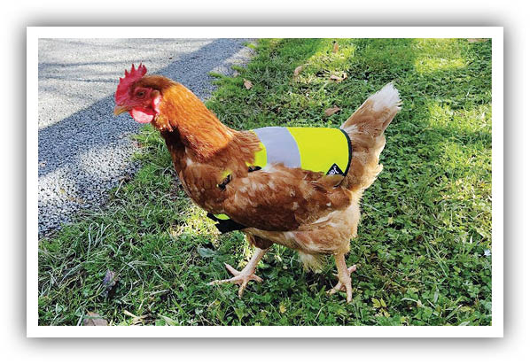 گرینویچ/ پیش مرگ دانش‌آموز‌های نیوزیلند