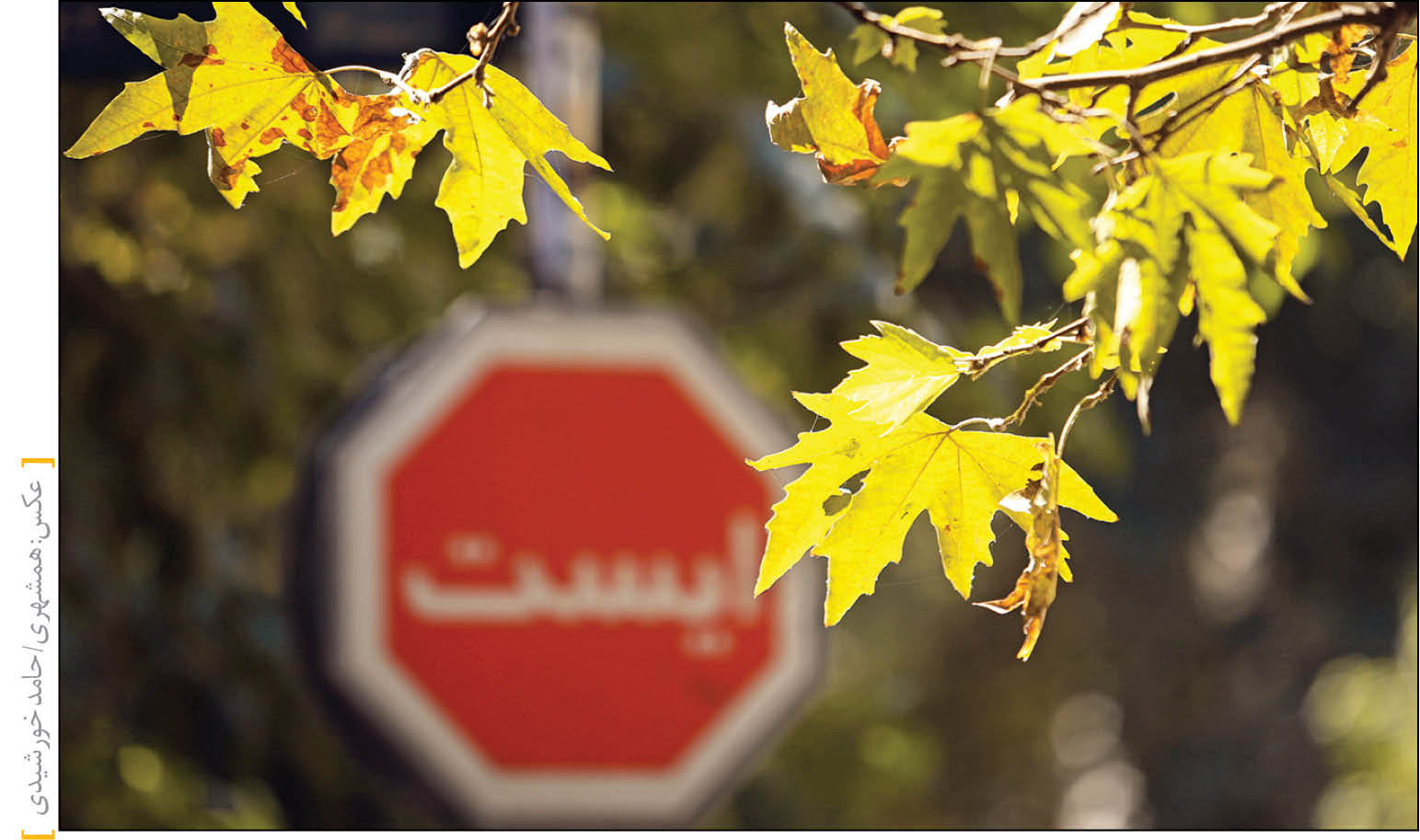 همشهری در گفت‌وگو با متخصصان حوزه اقلیم‌شناسی و مدیران شهری، موضوع زرد شدن و ریزش برگ‌های درختان پایتخت در دومین فصل سال را بررسی کرده است