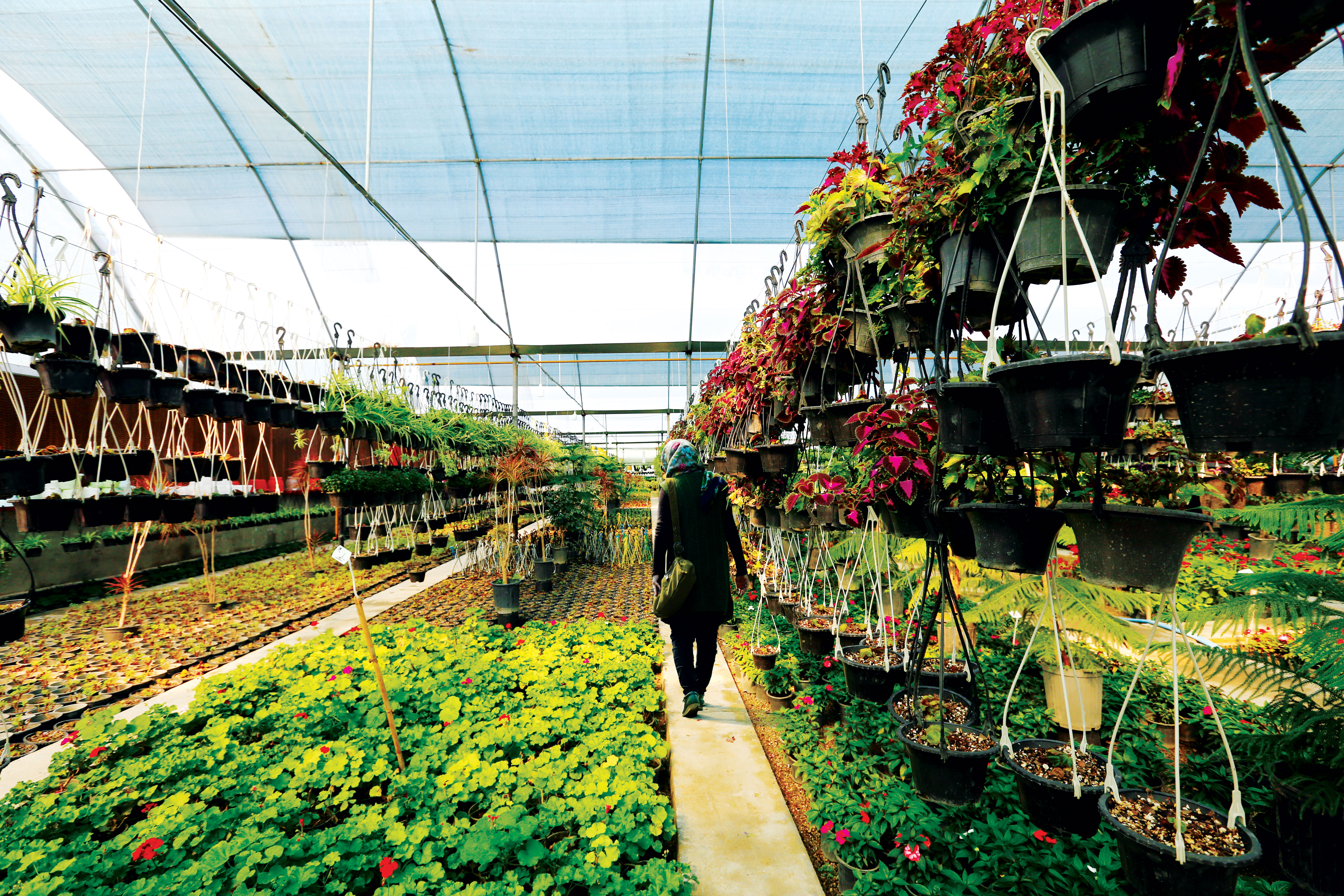 18 ماه خزان در «هلند ایران»