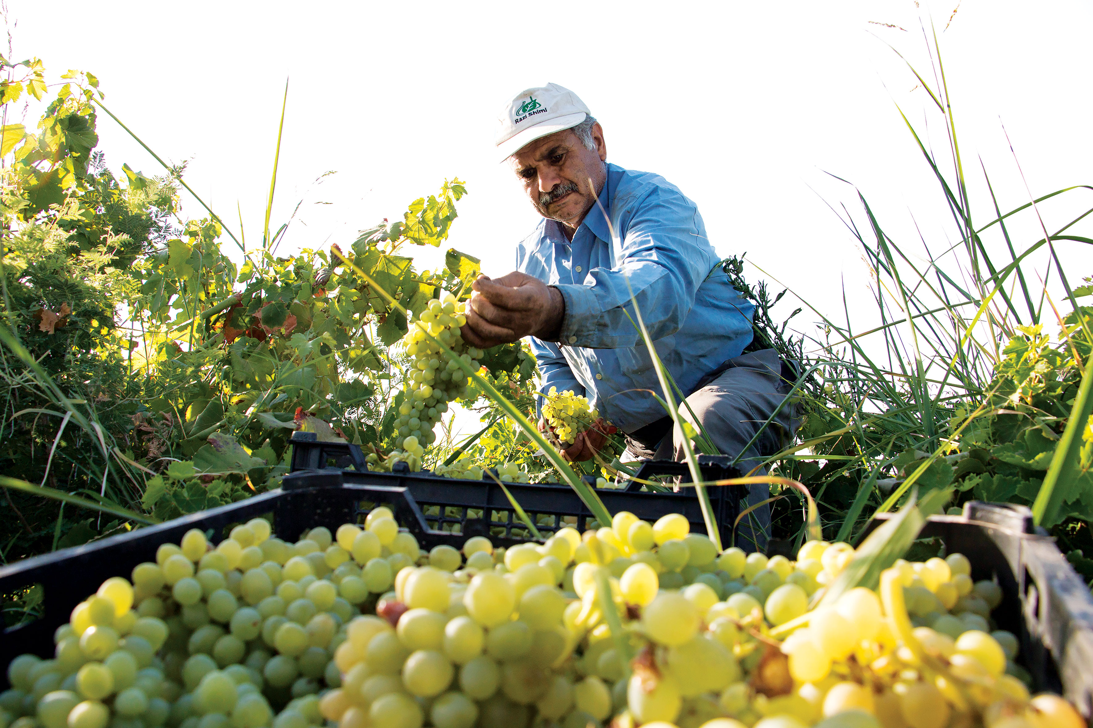 خوشه‌های پربار در تاکستان‌های سنتی ایران