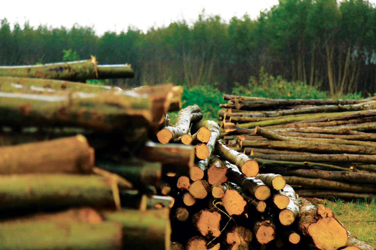 قاچاق؛ زخم عمیق جنگل‌های شمال