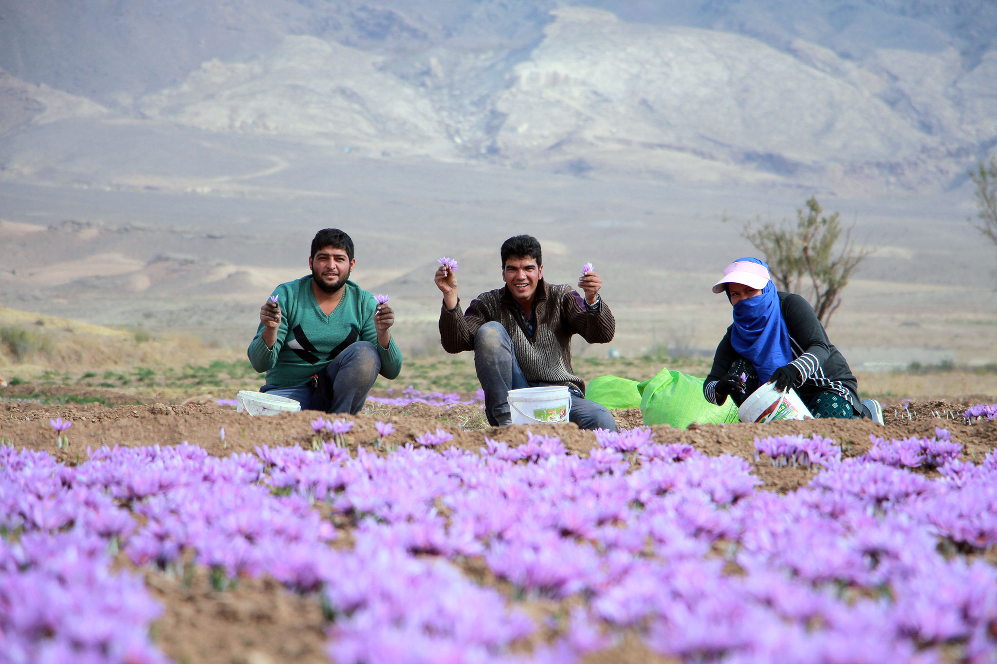 چهارمحال‌وبختیاری به دنبال طلای سرخ