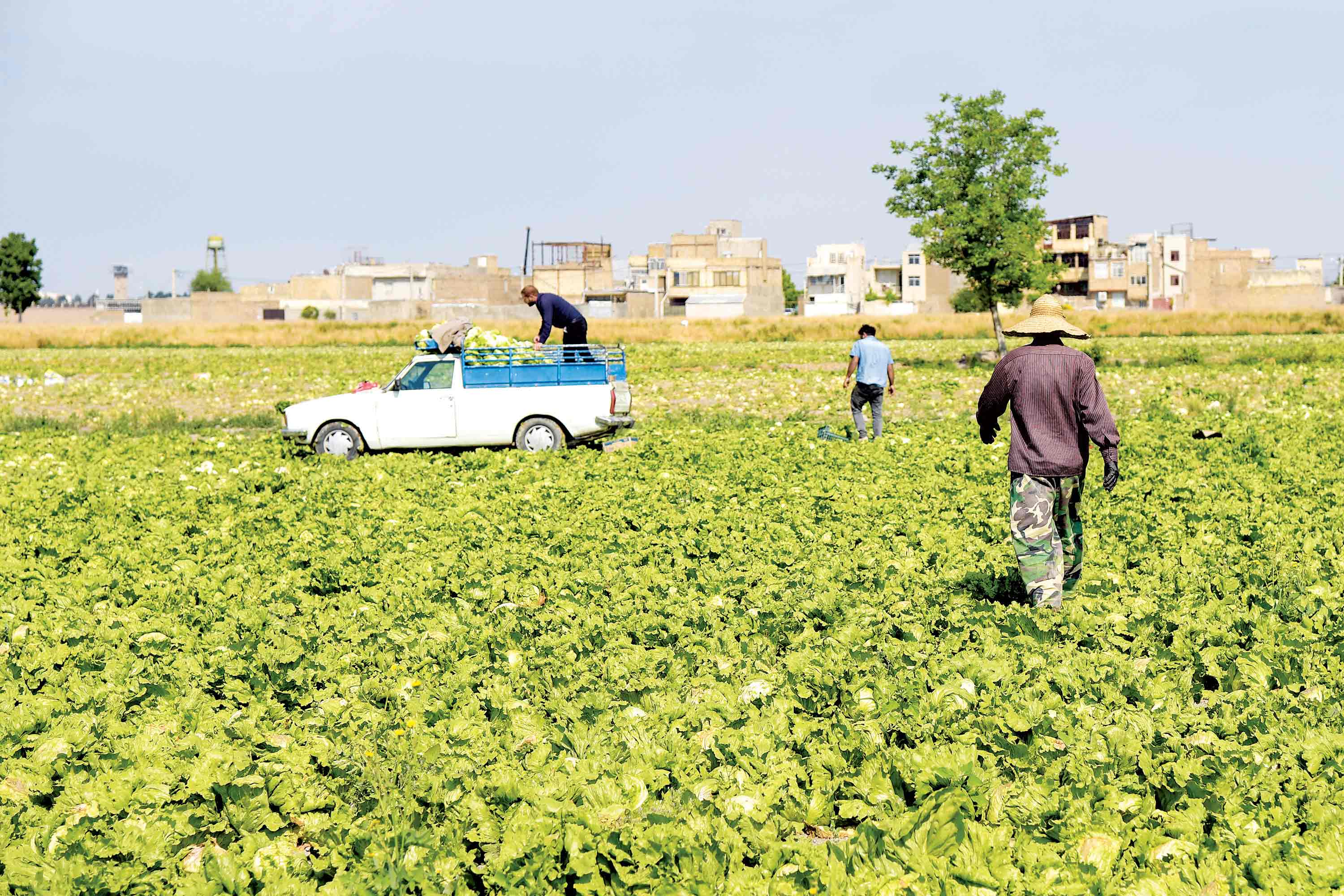 بازار سیاه کود در آذربایجان غربی