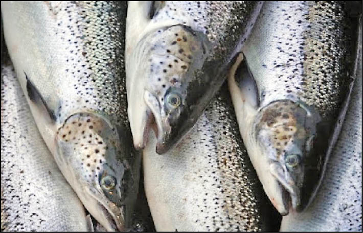 تثبیت قیمت ماهی در میادین