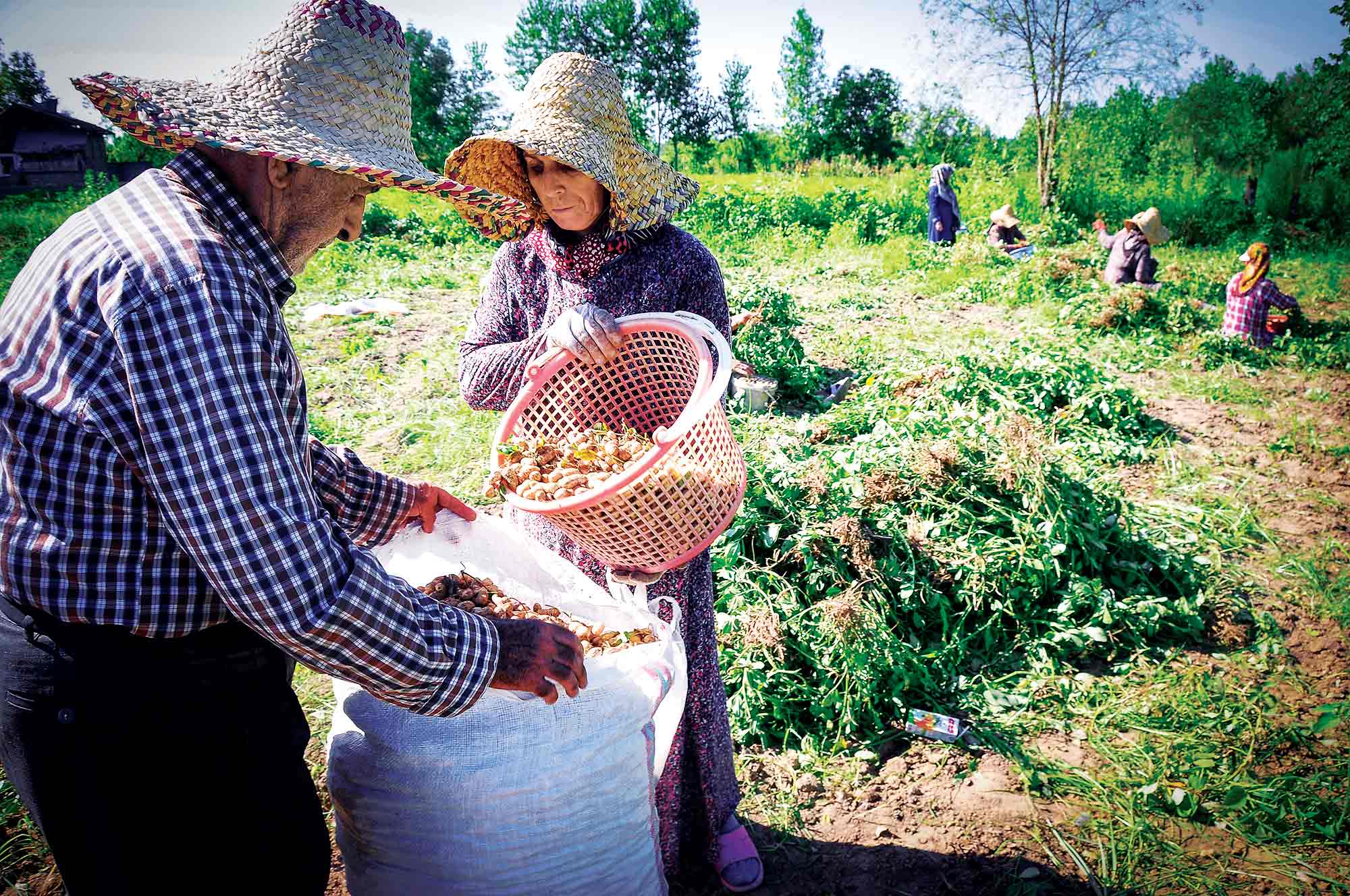 شهر بادام‌ زمینی