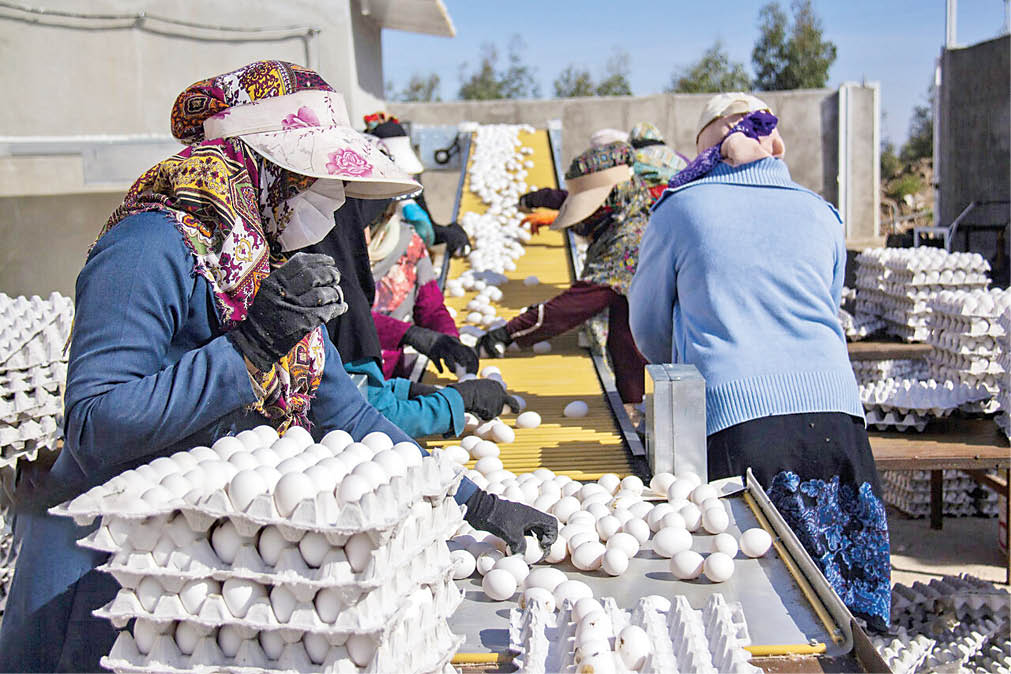 در گفت‌وگوی همشهری با رئیس اتحادیه مرغ تخم‌گذار استان تهران اعلام شد