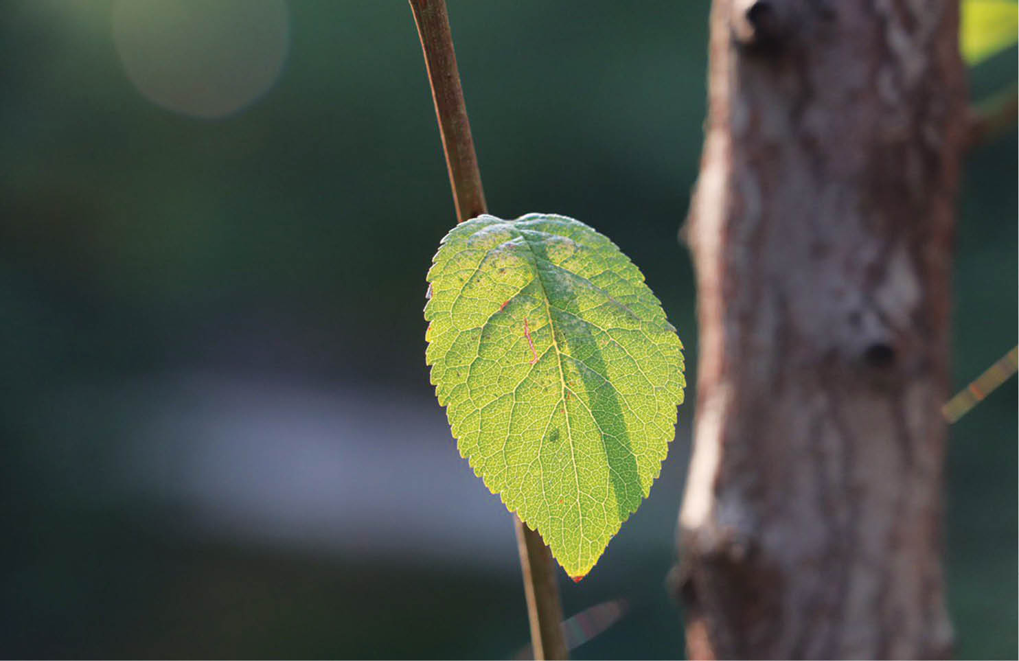 درخت ریشه‌دار