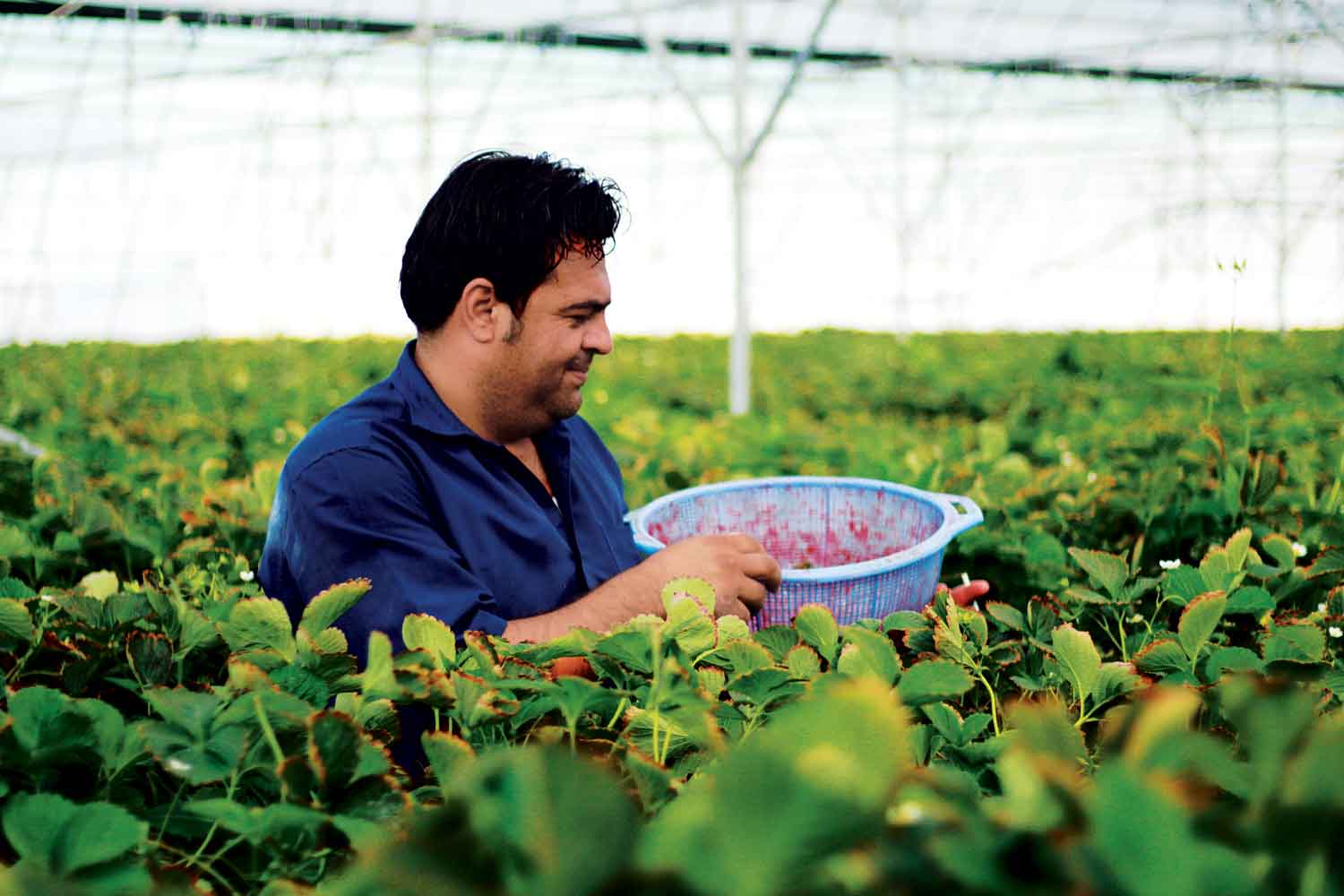 سهم رو به افزایش گلخانه‌ها از کشاورزی