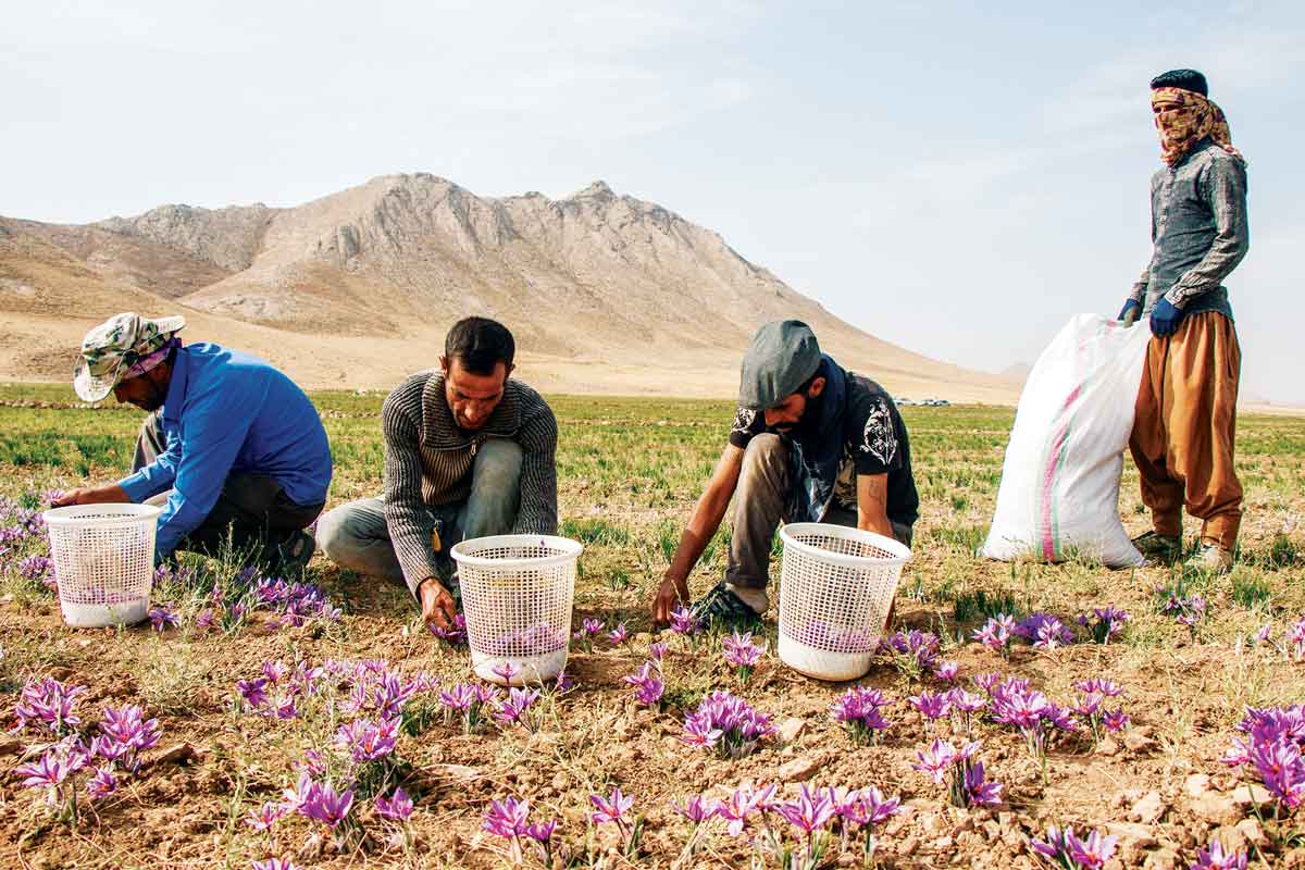 زعفران؛ نشان بی‌نشان خراسان جنوبی