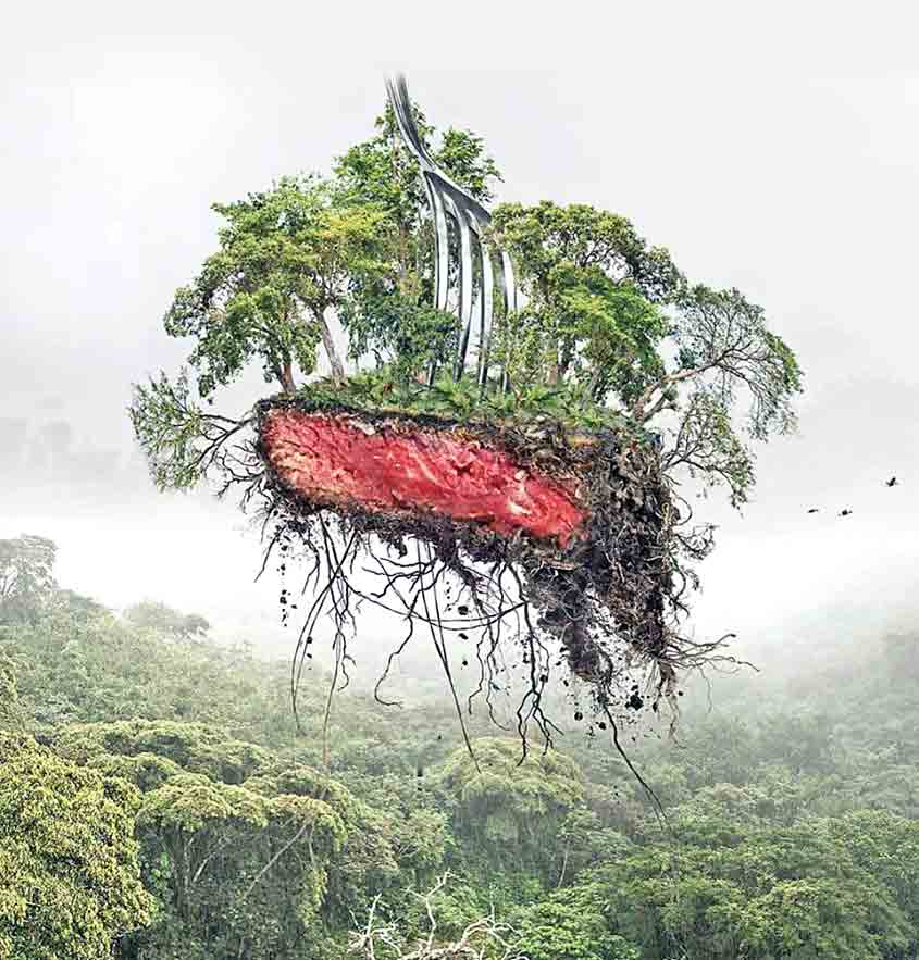 جنگل‌خوردنی نیست