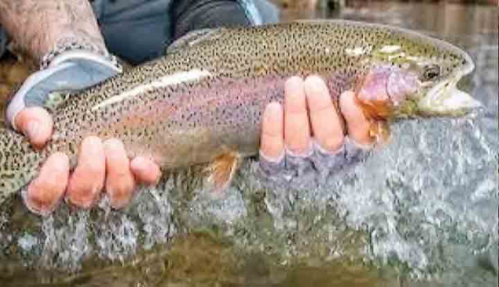 قزل‌آلا در رشد قیمت رکورددار شد