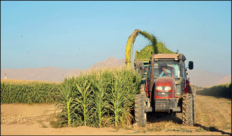 مزارع ذرت در چهارمحال و بختیاری
