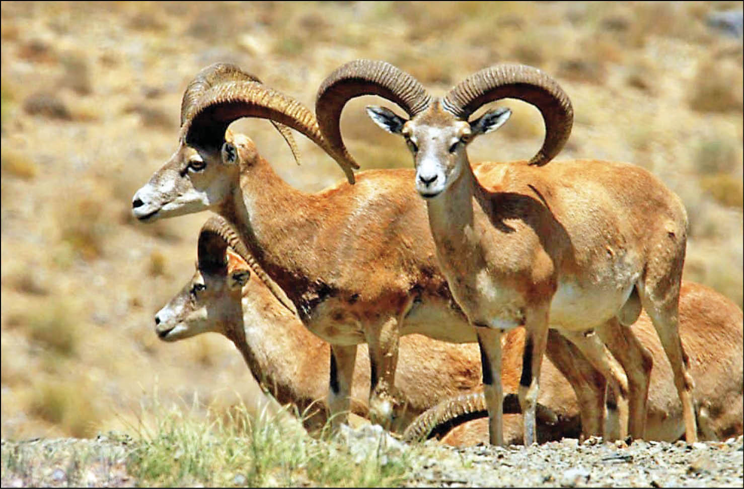 طاعون نشخوارکنندگان خطری برای انسان ندارد