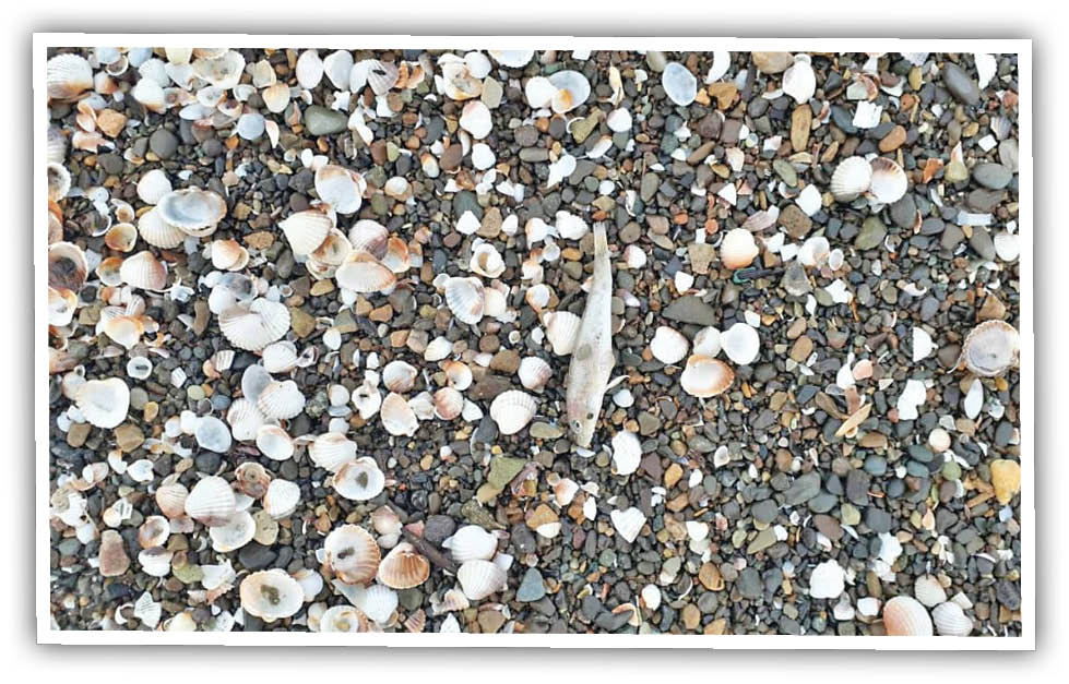 زندگی پدیا/ مرگ ماهی