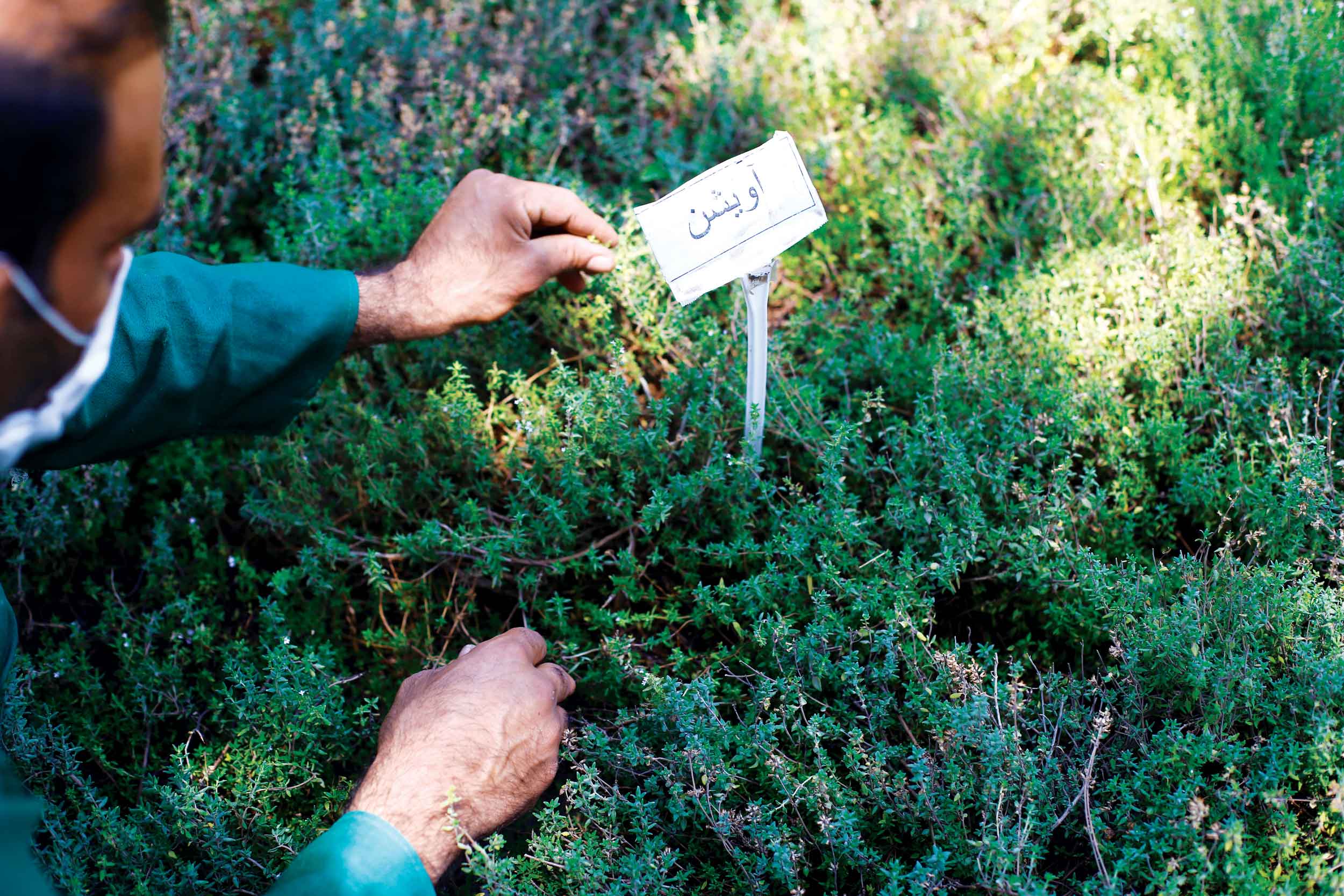 غفلت از سودآوری گیاهان دارویی در زنجان