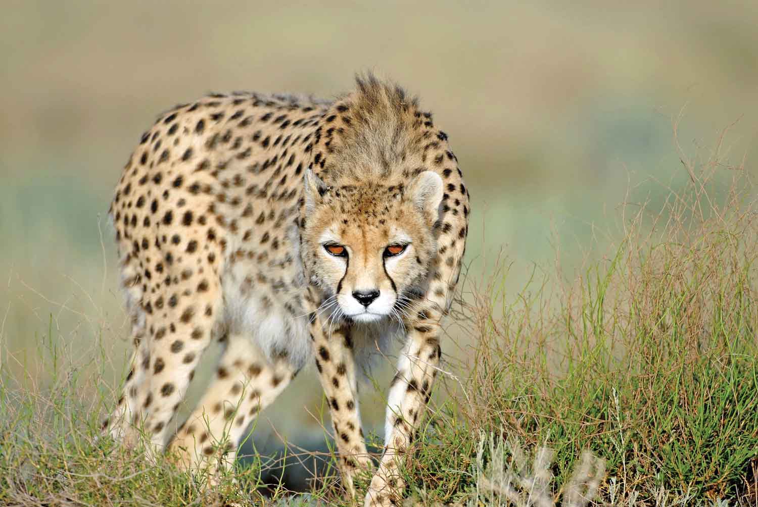 چالش‌های حفاظت از یوز ایرانی در خراسان‌جنوبی