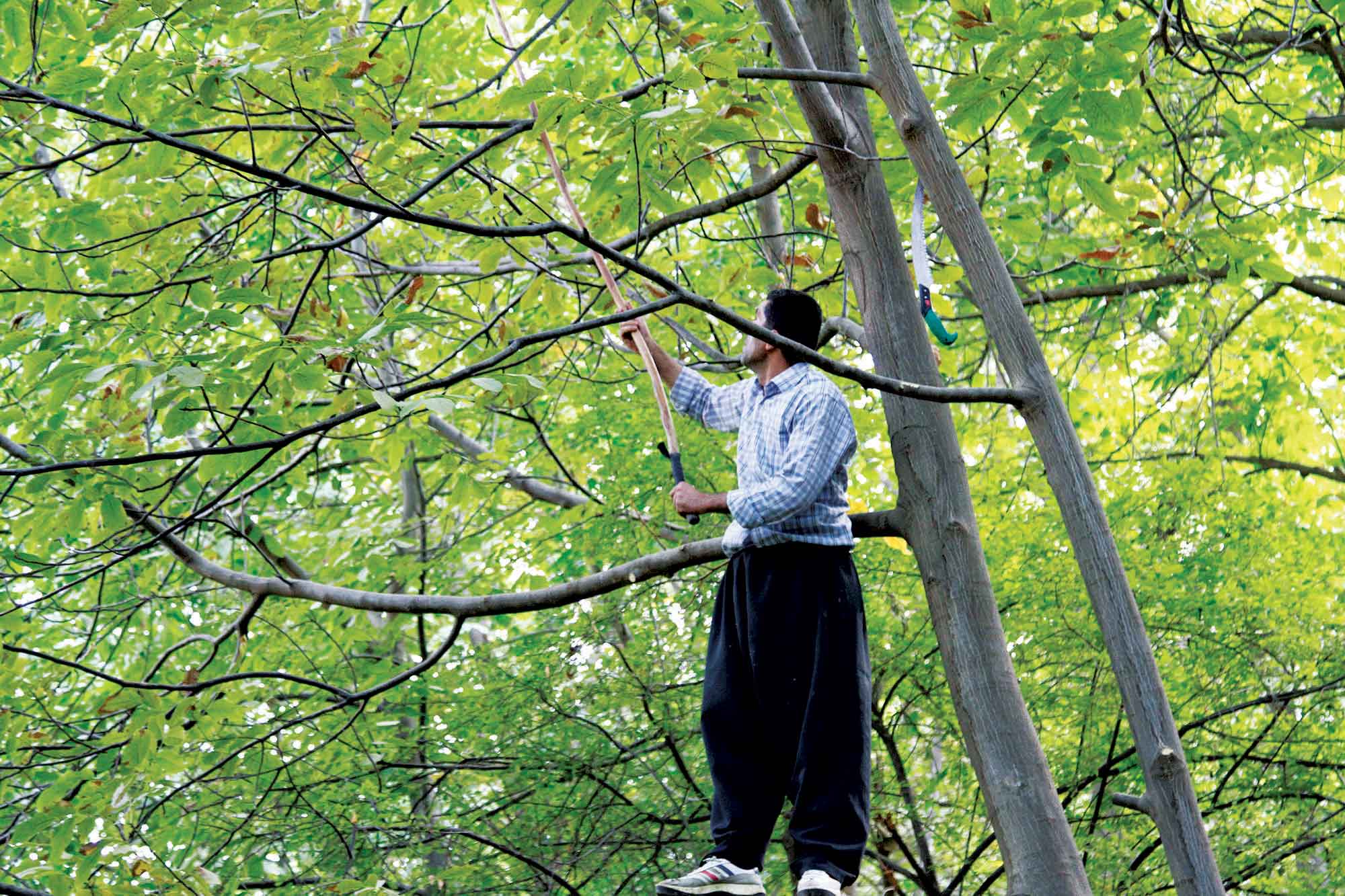 گردوتکانی مرگ‌بار در تویسرکان