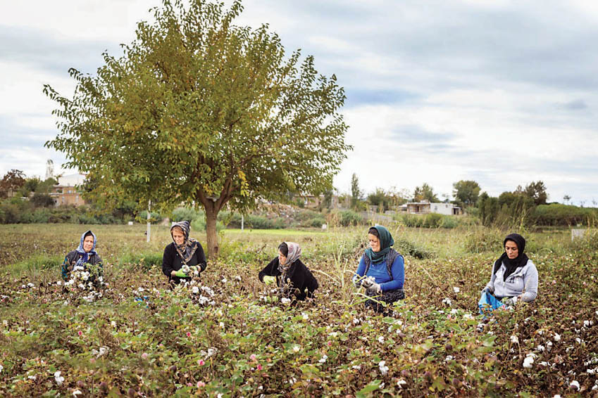 برداشت طلای سفید در پنبه‌زار‌های خداآفرین