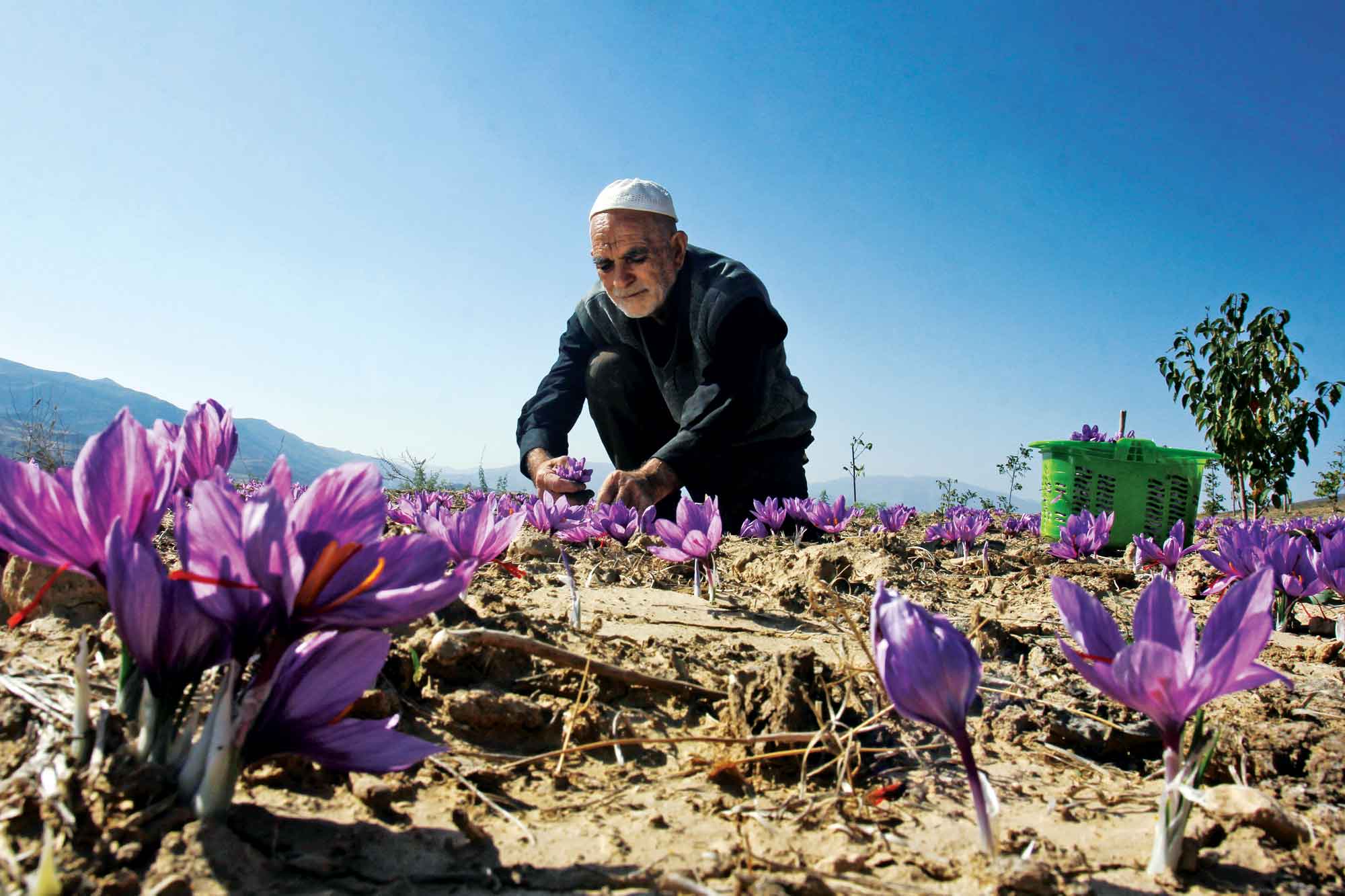 زعفران؛ طلای بی‎سامان خراسان‌جنوبی