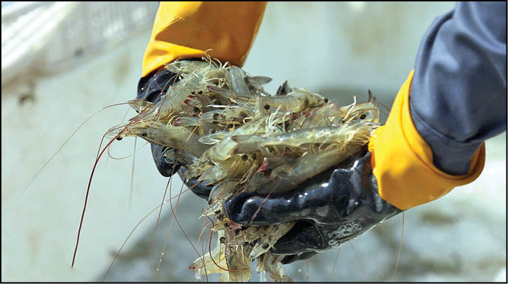 پایان فصل برداشت میگو در گلستان