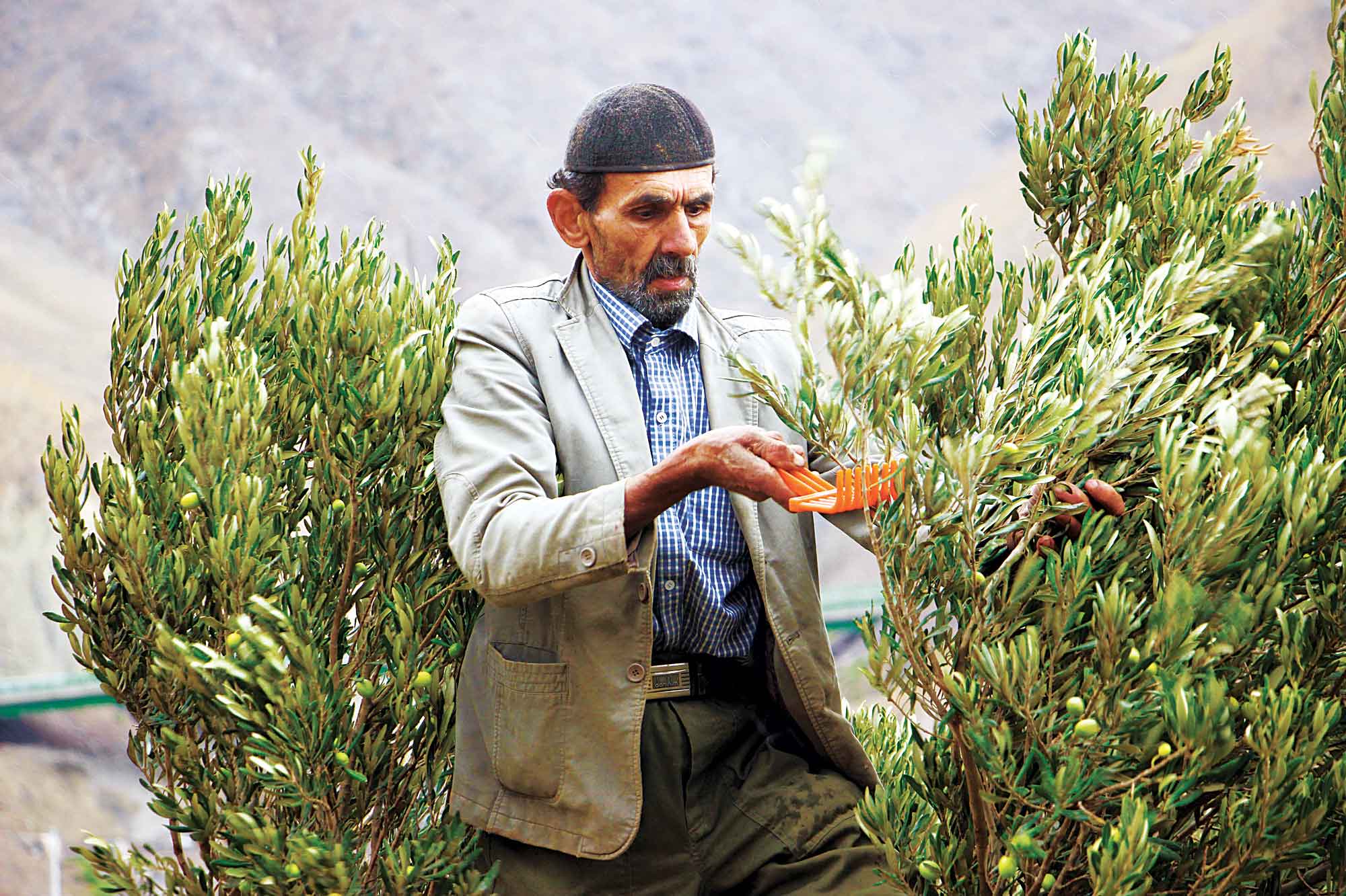 جغرافیای طلای سبز ایران