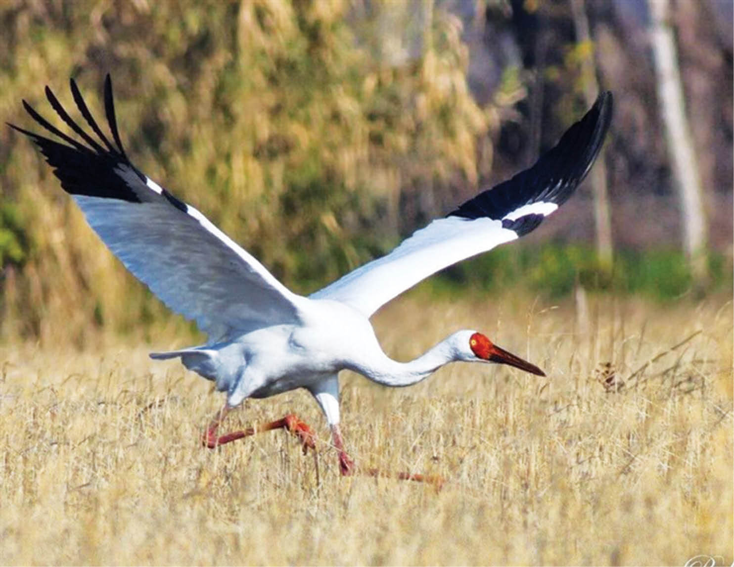 بازگشت دُرنای تنها