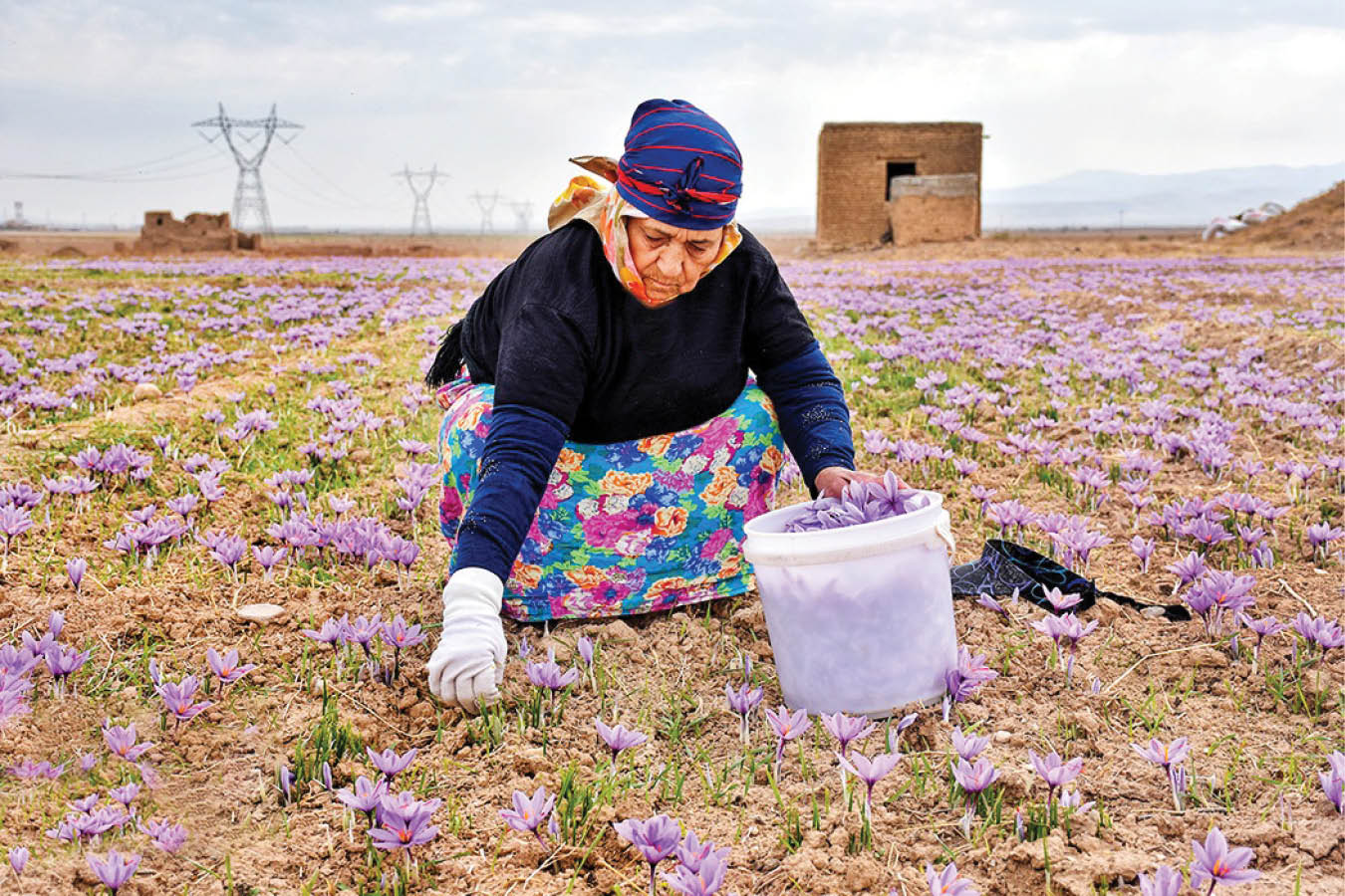 آغاز برداشت زعفران