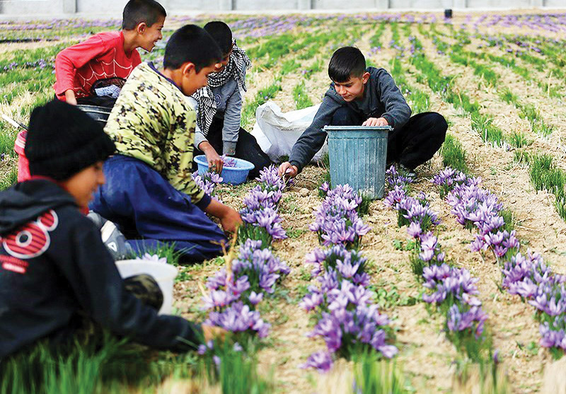برداشت زعفران در همدان