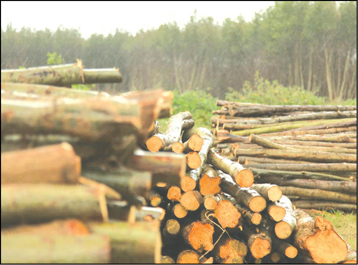 تاراج شبانه جنگل در آذربایجان‌غربی