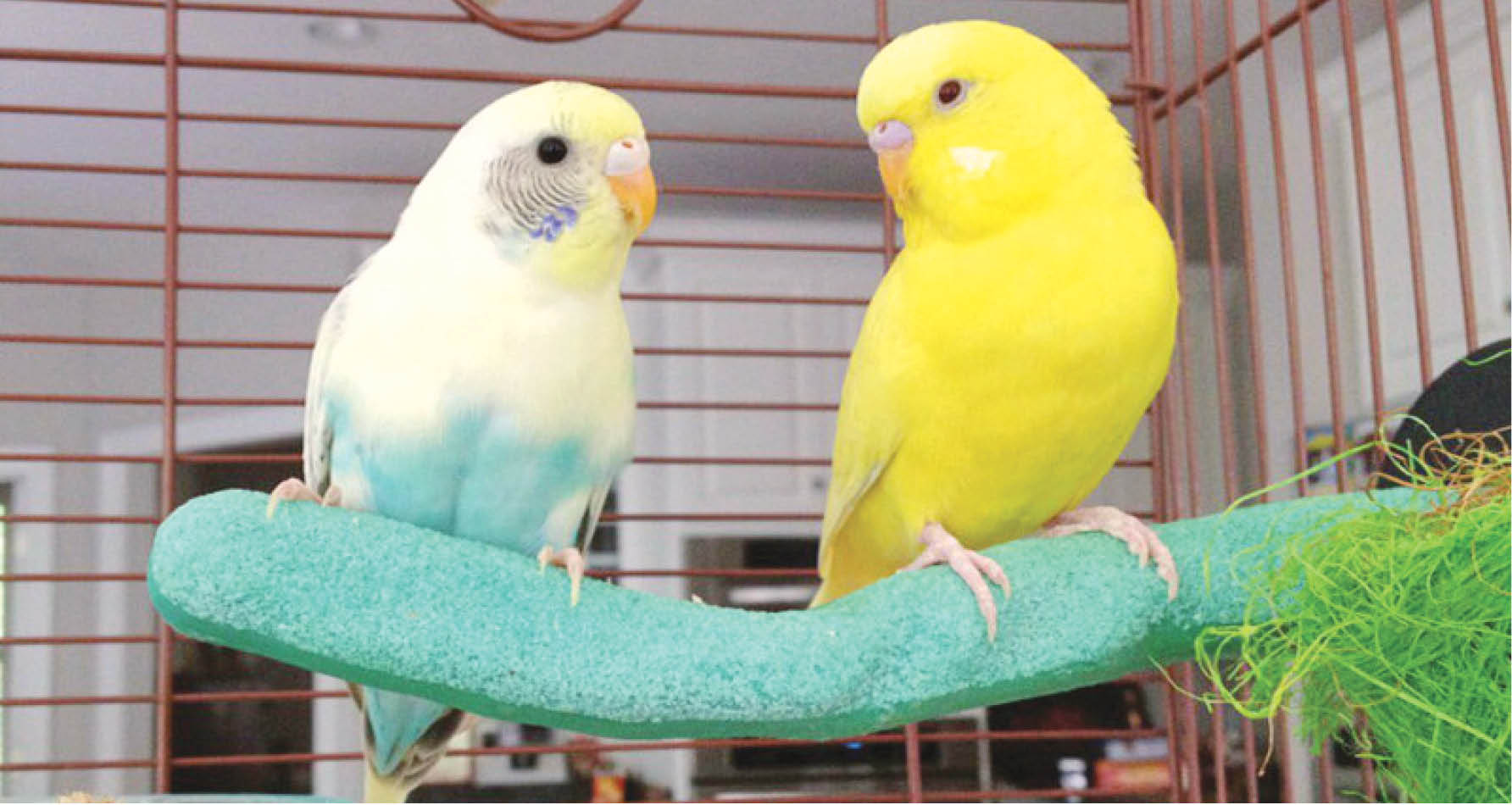 پرنده‌بازان کارآفرین «سیرو»