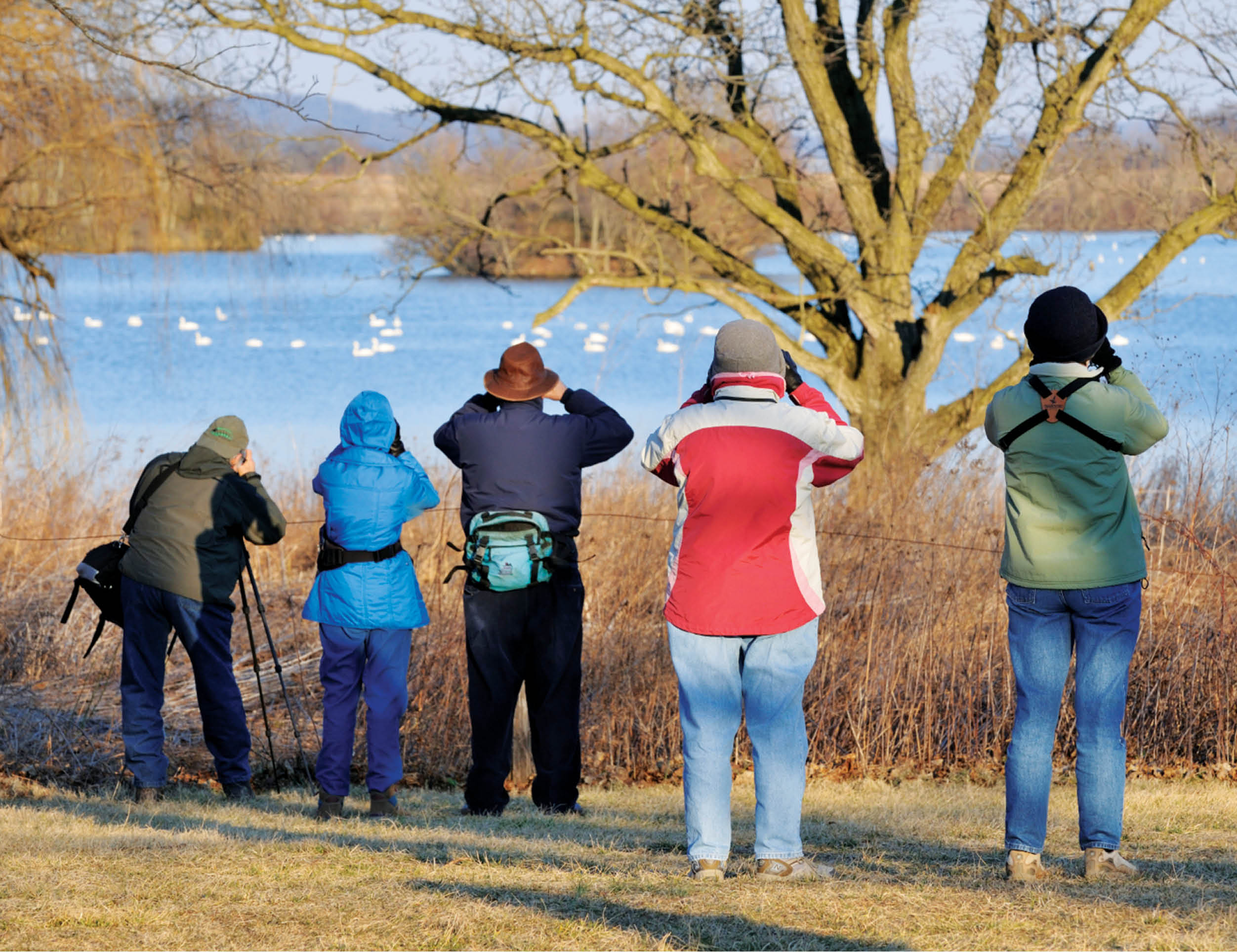 به مناسبت روز ملی پرنده‌نگری؛ بایدها و نبایدهای پرنده‌نگری