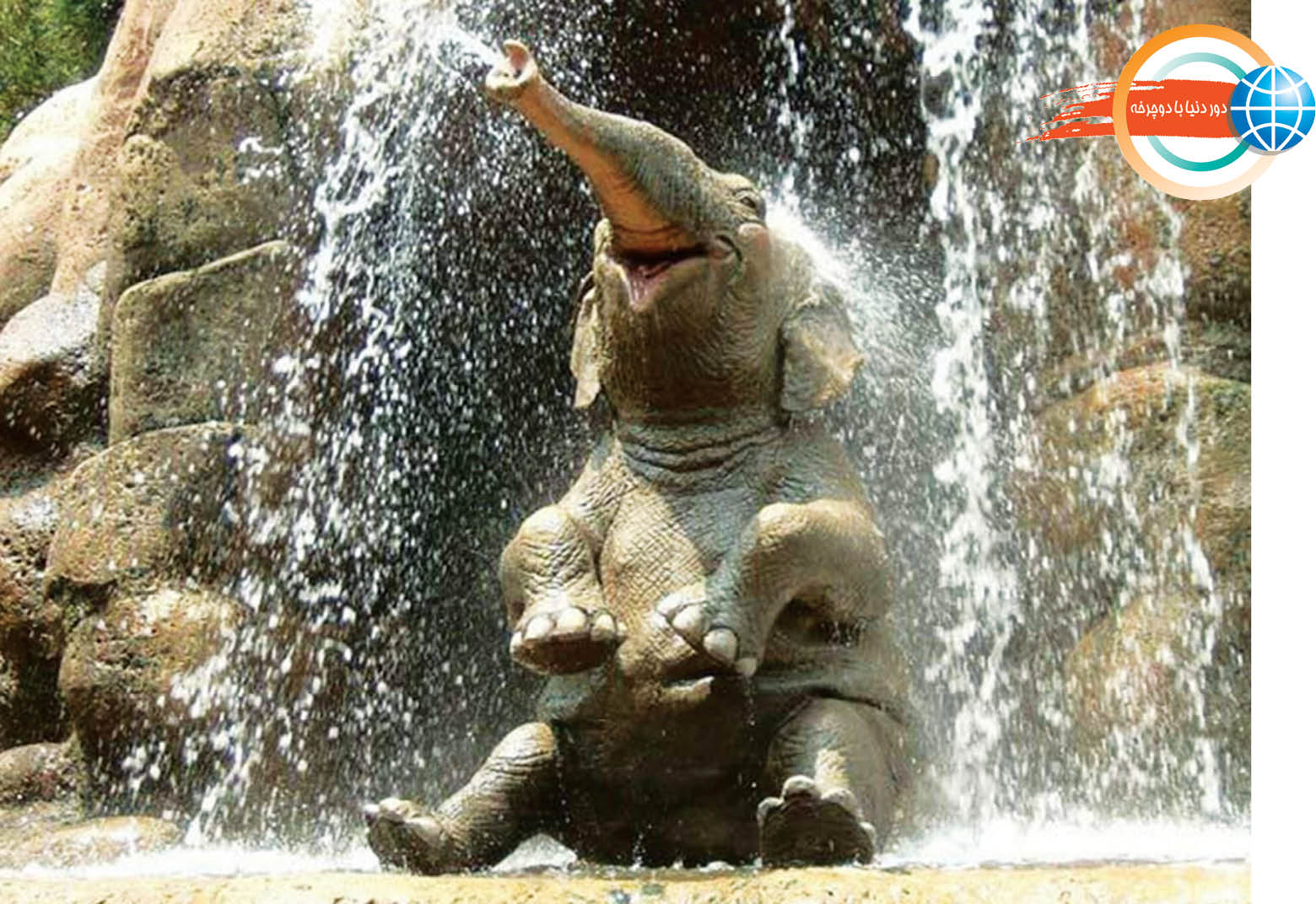 داستان غمگین فیلی به‌نام شادی!