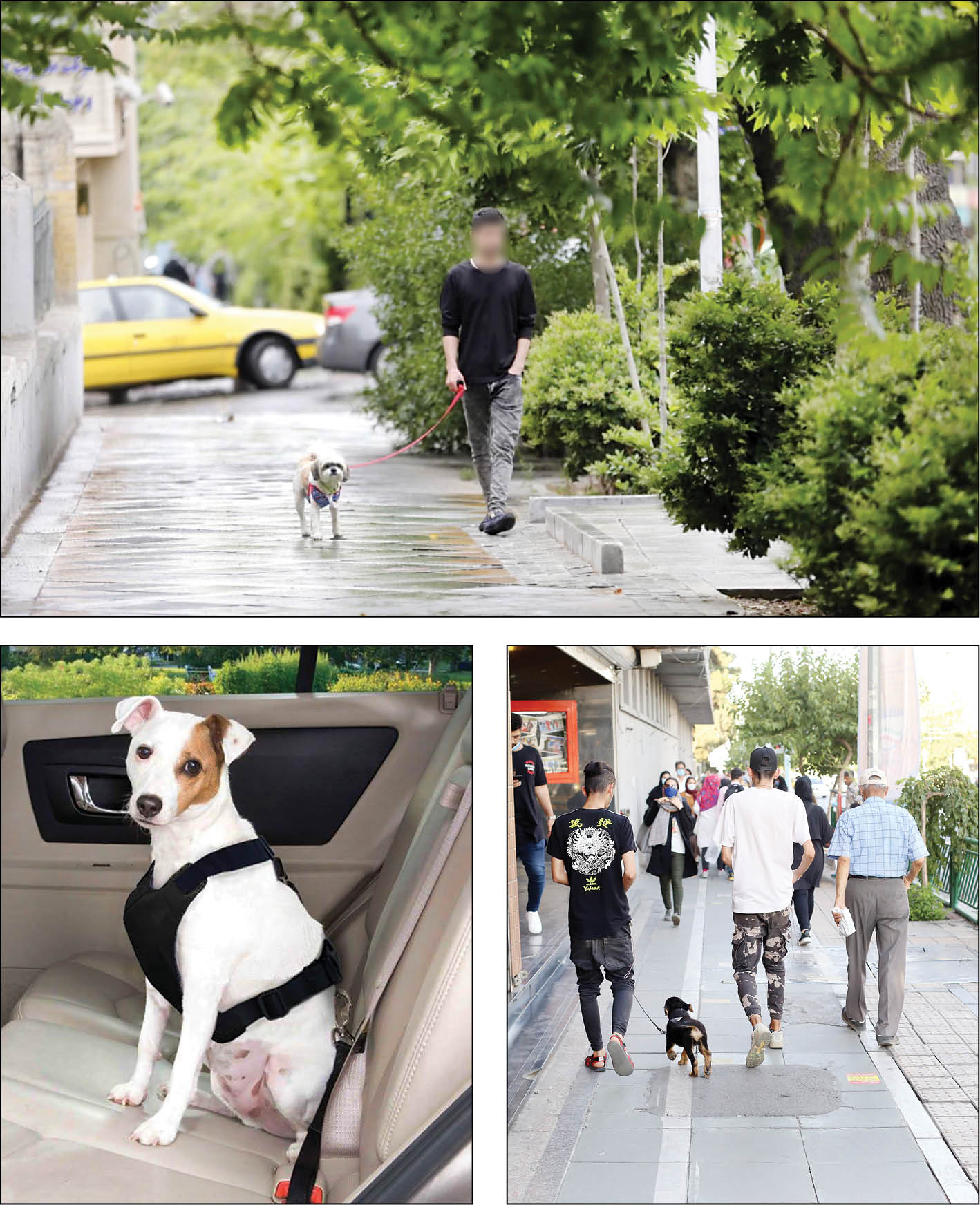 جریمه 80میلیونی برای نگهداری حیوانات خطرناک