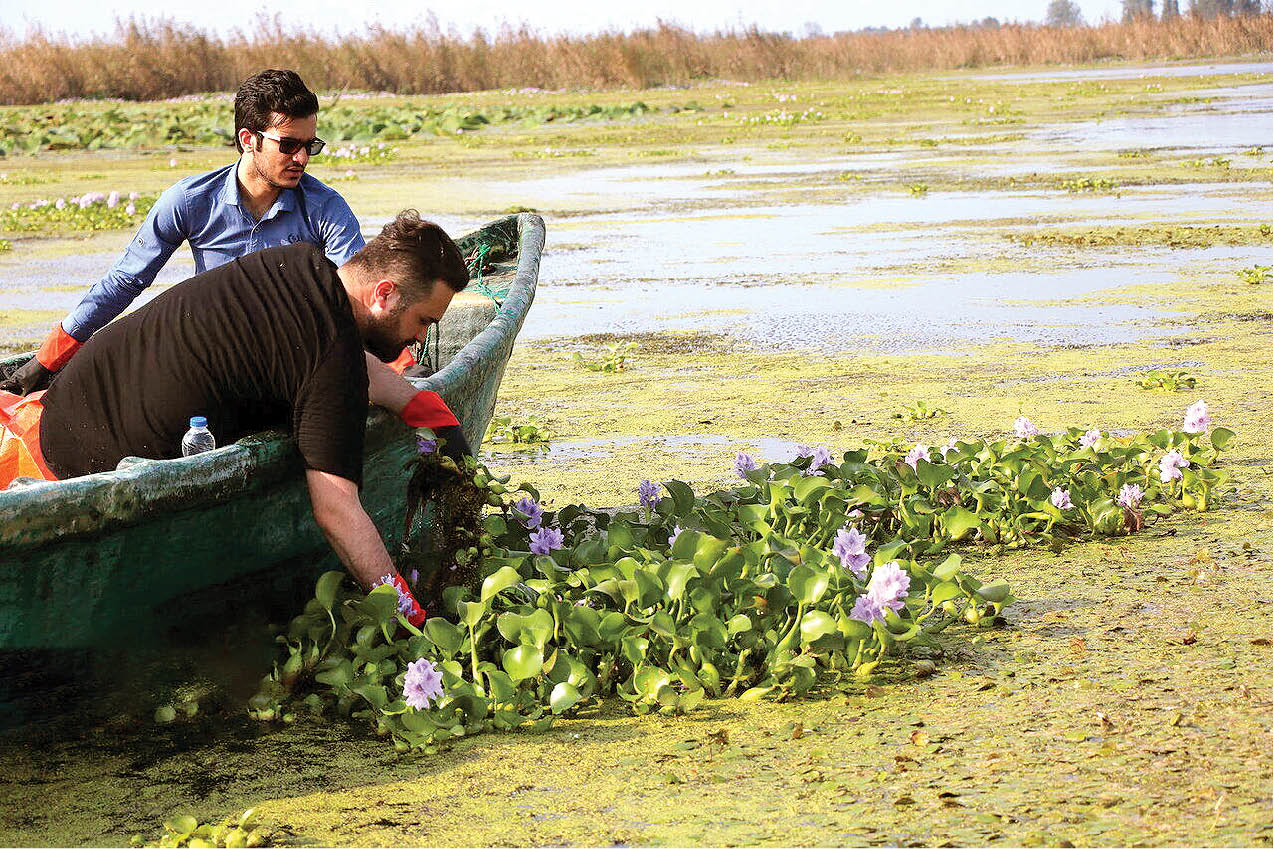 سنبل آبی نخرید