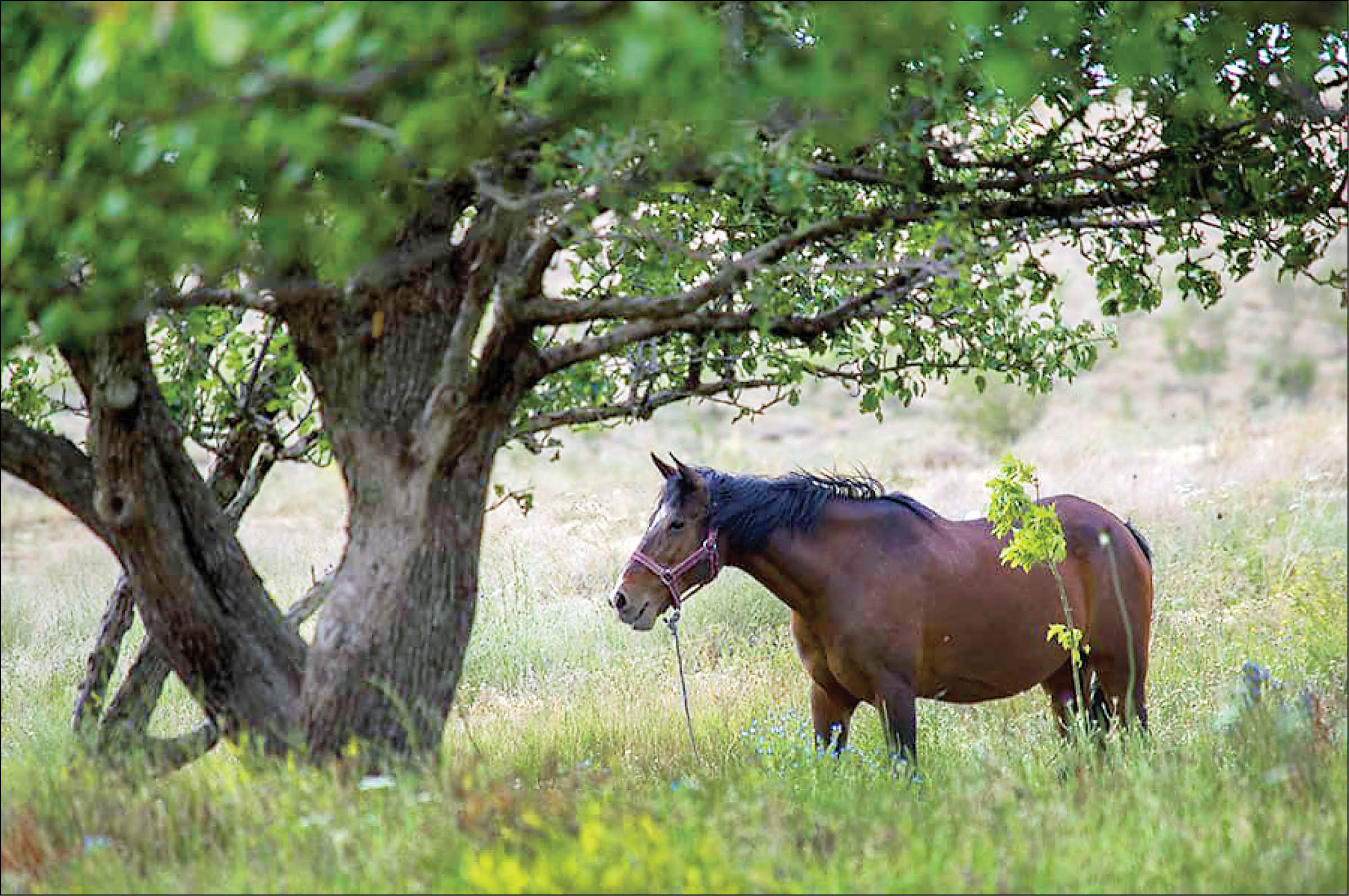 اسب دره شوری در مسیر انقراض