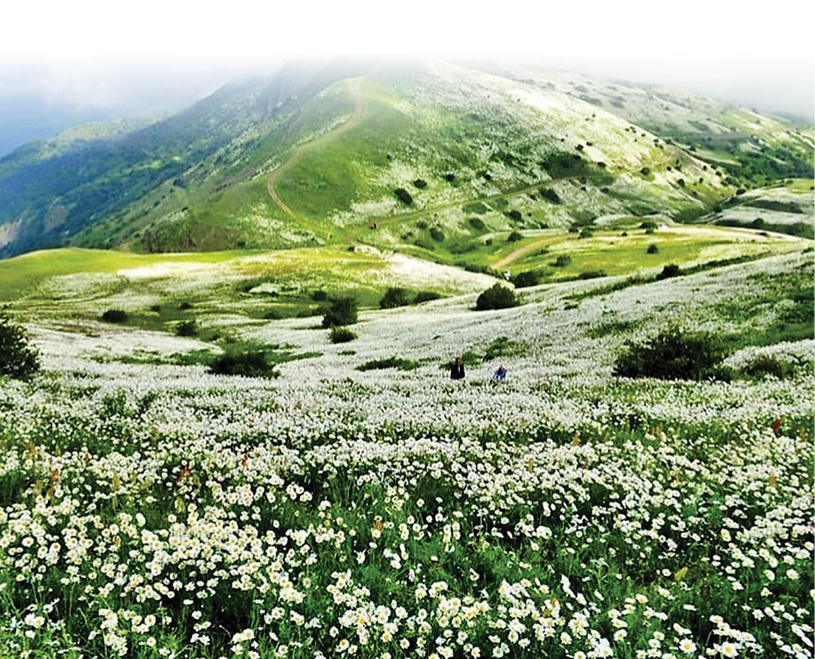 پیش به‌سوی رونق در جنگل فندقلو