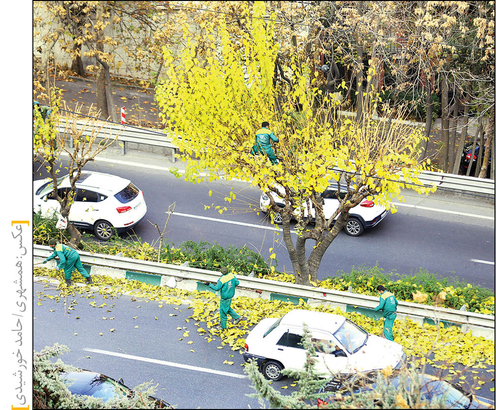 نکاتی درباره هرس درختان شهر