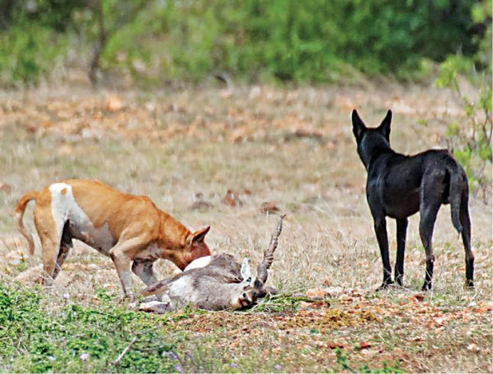 کشتار حیات‌وحش توسط سگ‌های ولگرد