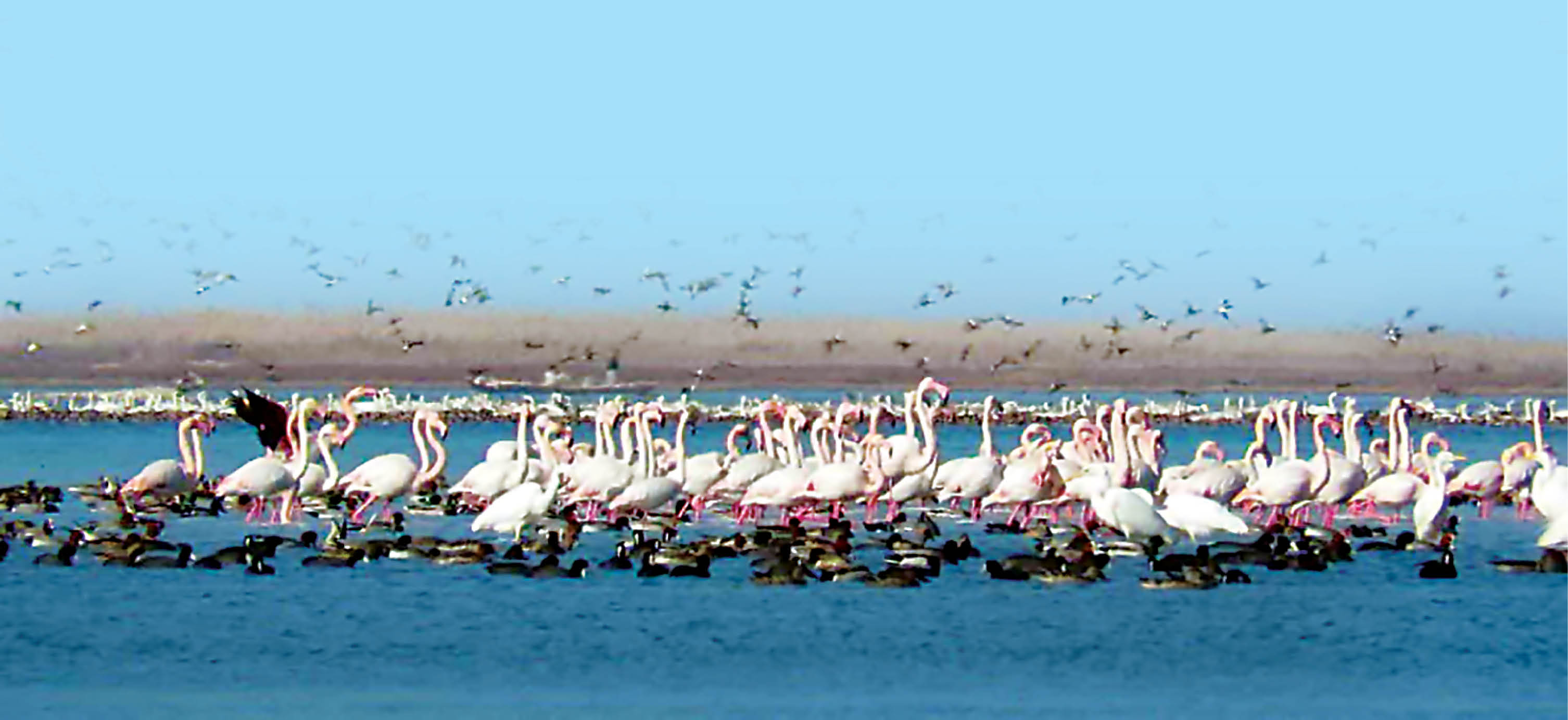 جایزه جهانی برای احیای تالاب کمجان