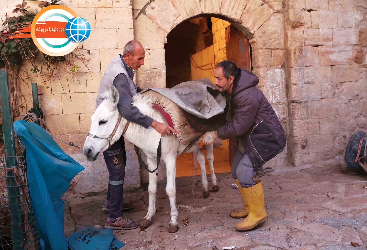 الاغ‌های عاشق موسیقی!